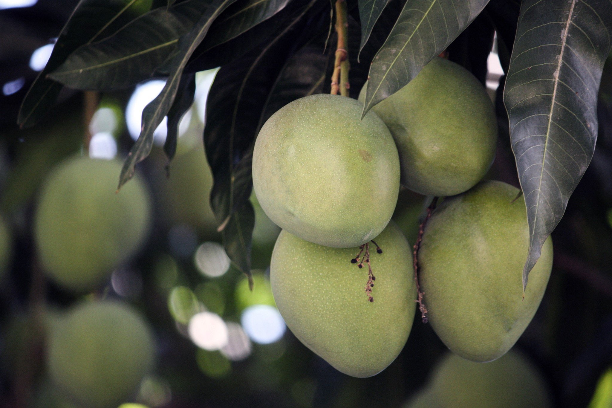 Estanzuela, Guatemala, Zacapa, 1080P, mangos, HD Wallpaper