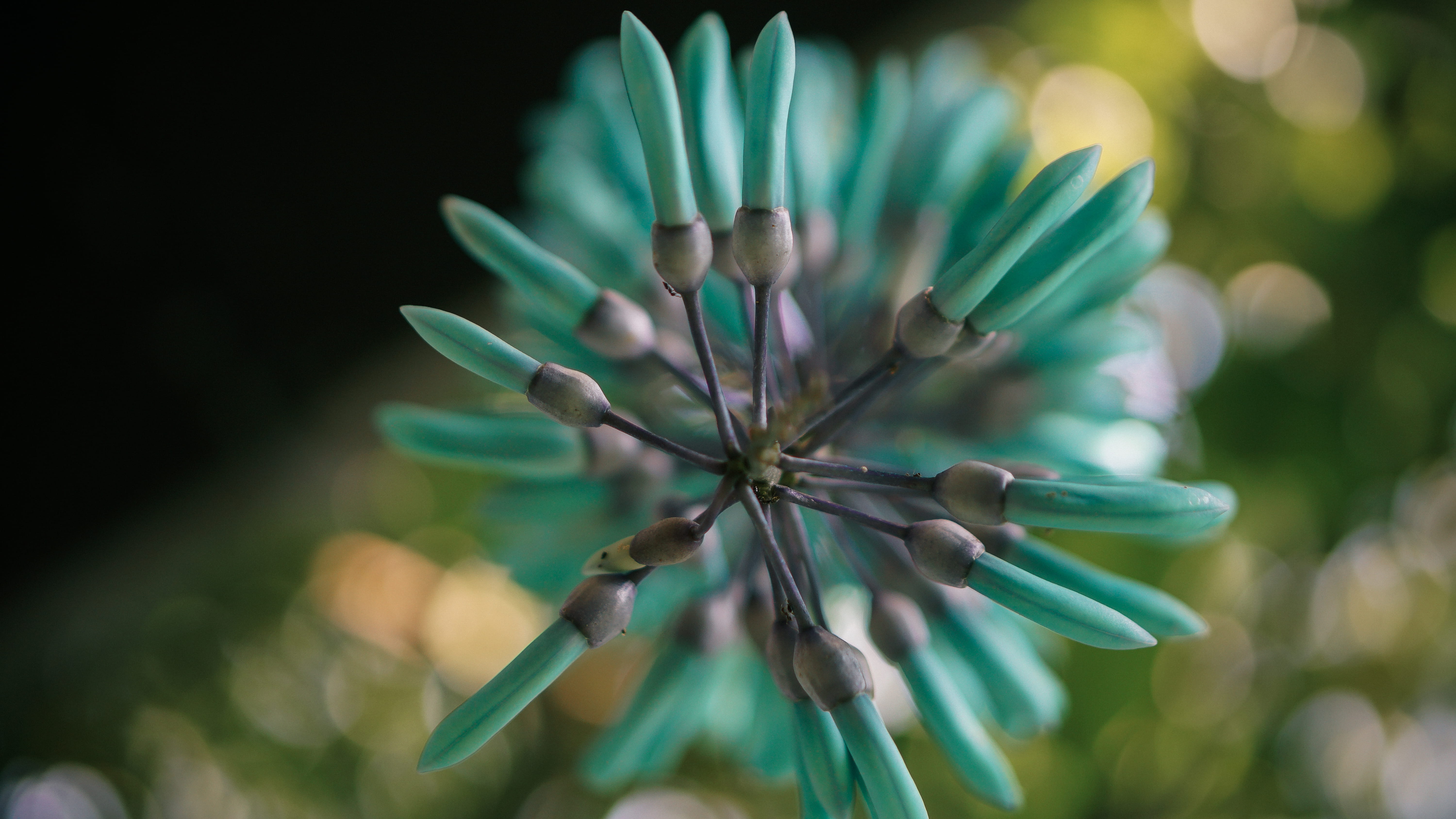 5K, jade, blue, antigua guatemala, no people, food, plant stem, selective focus, green, day, tree, focus on foreground, freshness, outdoors, fragility, HD Wallpaper