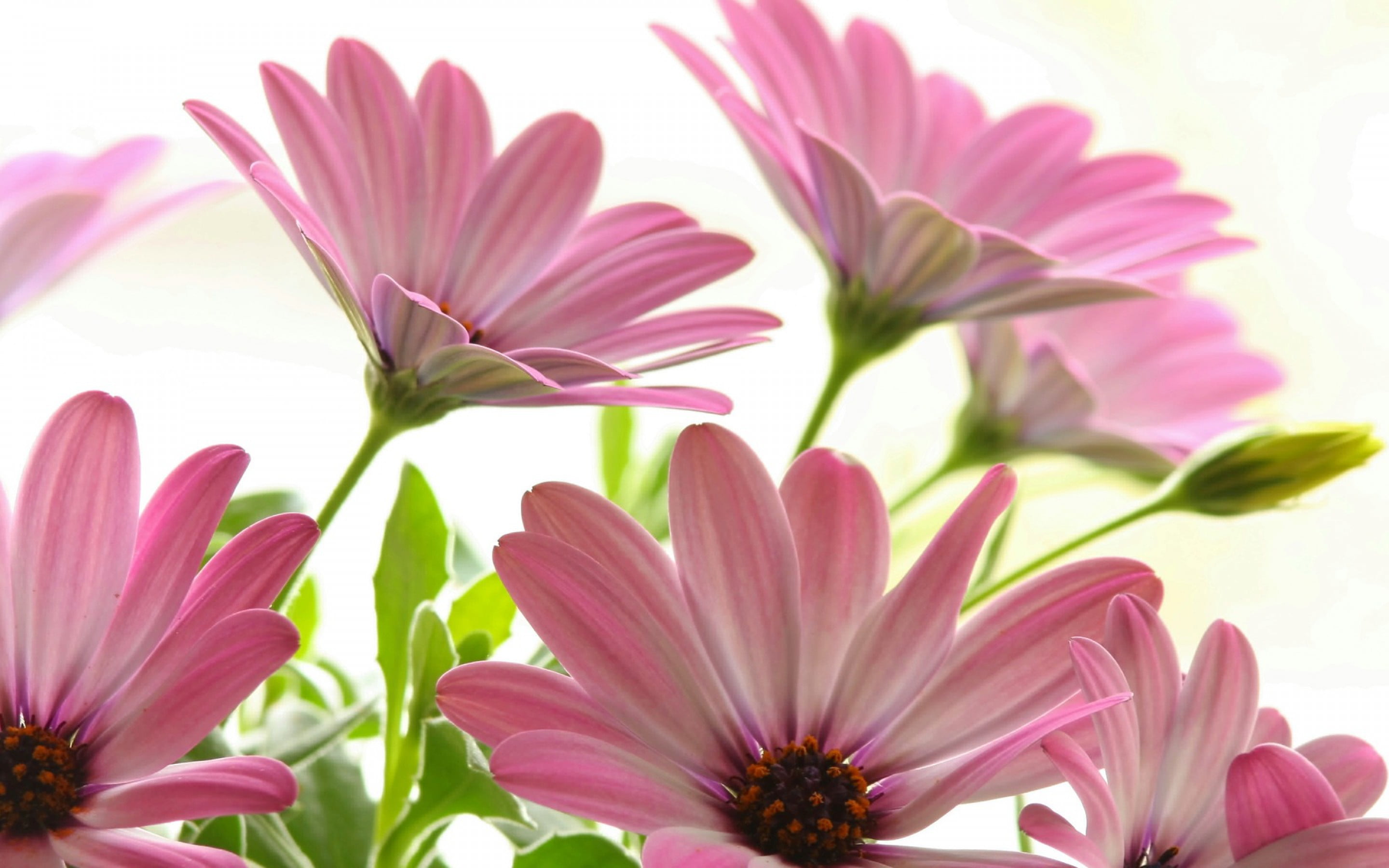 botany, growth, fragility, no people, pink, nature, selective focus, plant, backgrounds, outdoors, day, freshness, flowering plant, daisies, purple, beauty in nature, HD Wallpaper