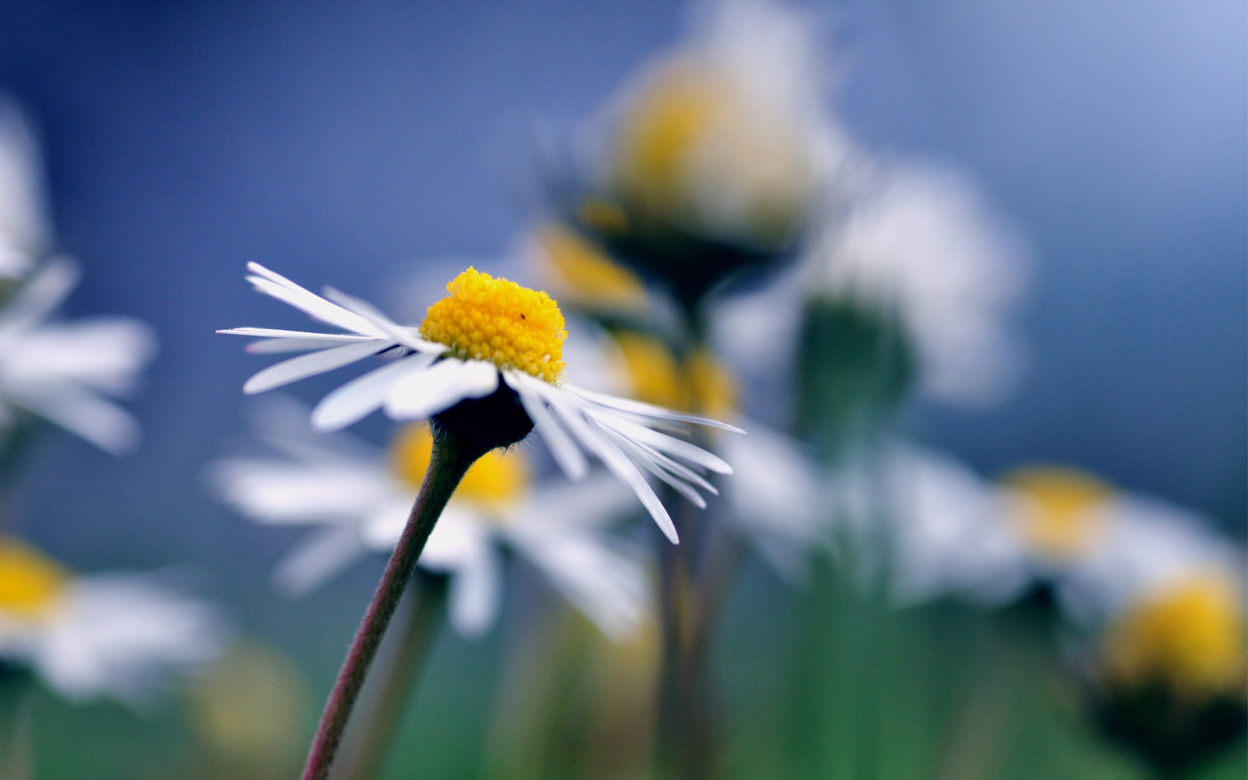 white, daisy, flower, close, Blurred, 2K, Background, Chamomile, HD Wallpaper