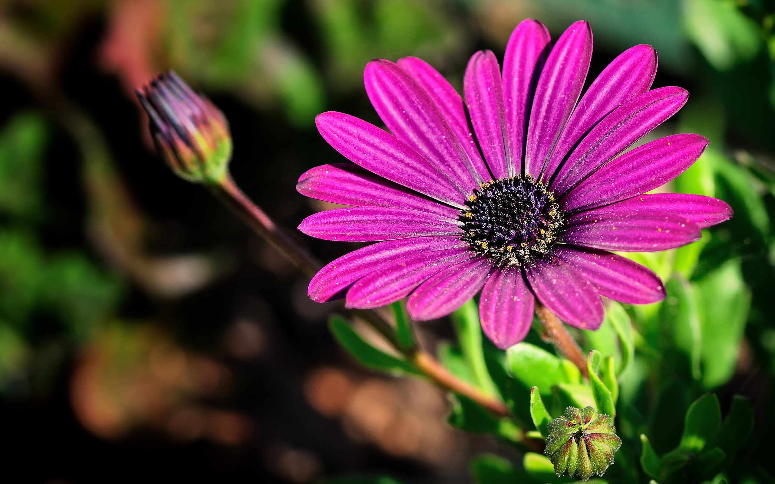 pink, Flowers, Chamomile, 2K, Purple, daisy, close, HD Wallpaper