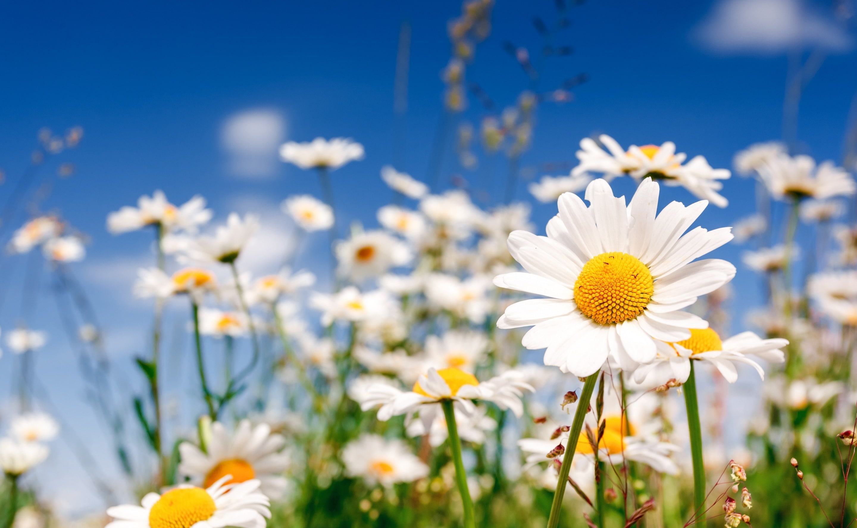 outdoors, springtime, growth, Nature, fragility, no people, meadow, white color, field, petal, pollen, chamomile, flower head, vulnerability, plant, 2K, HD Wallpaper