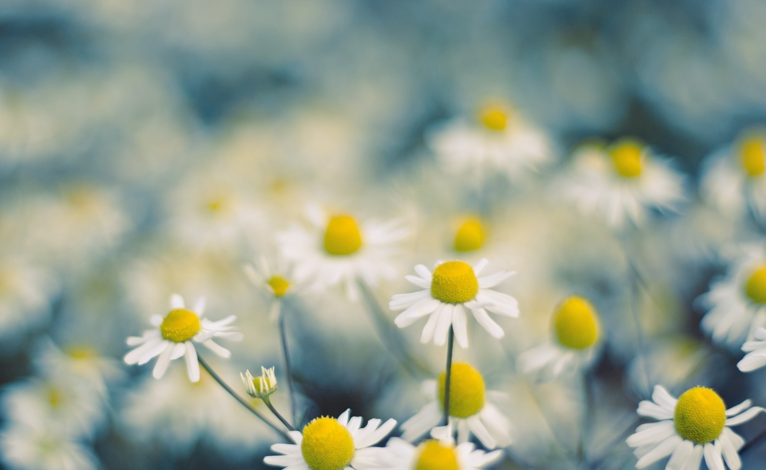 outdoors, 2K, selective focus, white color, Chamomile, no people, day, springtime, close-up, beauty in nature, freshness, Macro, inflorescence, Flowers, HD Wallpaper
