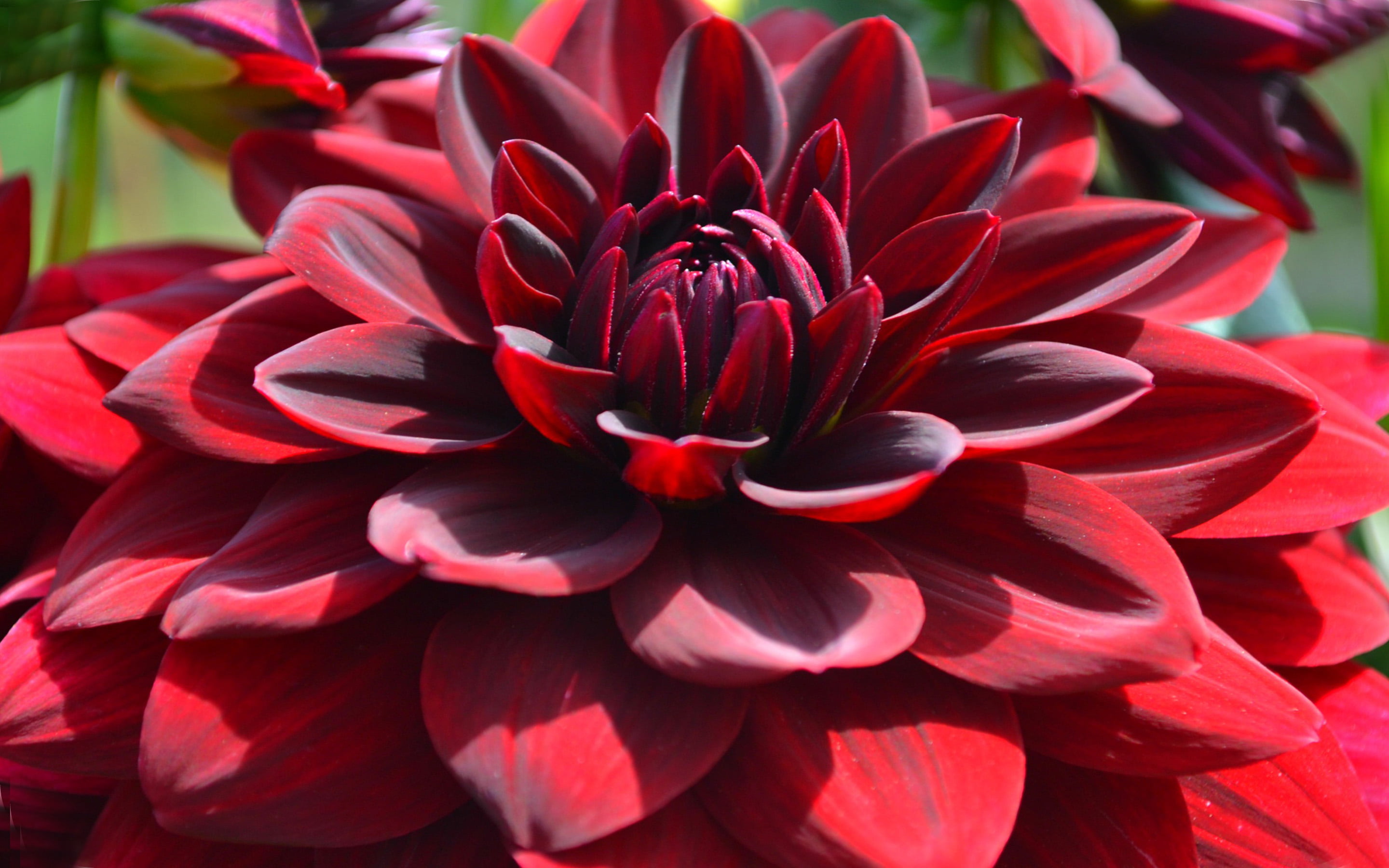 fragility, petal, close-up, outdoors, flowers, nature, hd, flower head, phones, flower, freshness, 2K, beauty in nature, red, dahlia, mobile, HD Wallpaper