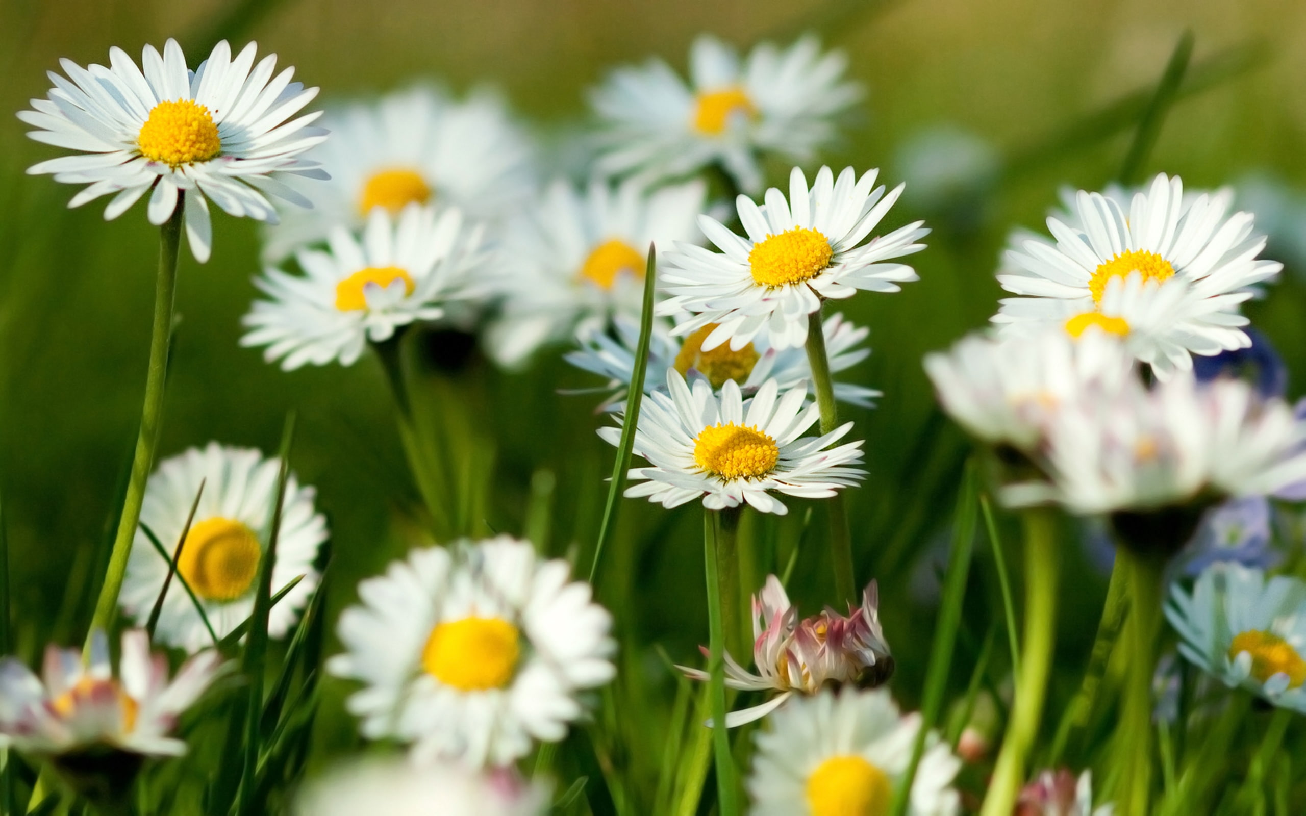 2K, chamomile, flower, daisies, HD Wallpaper