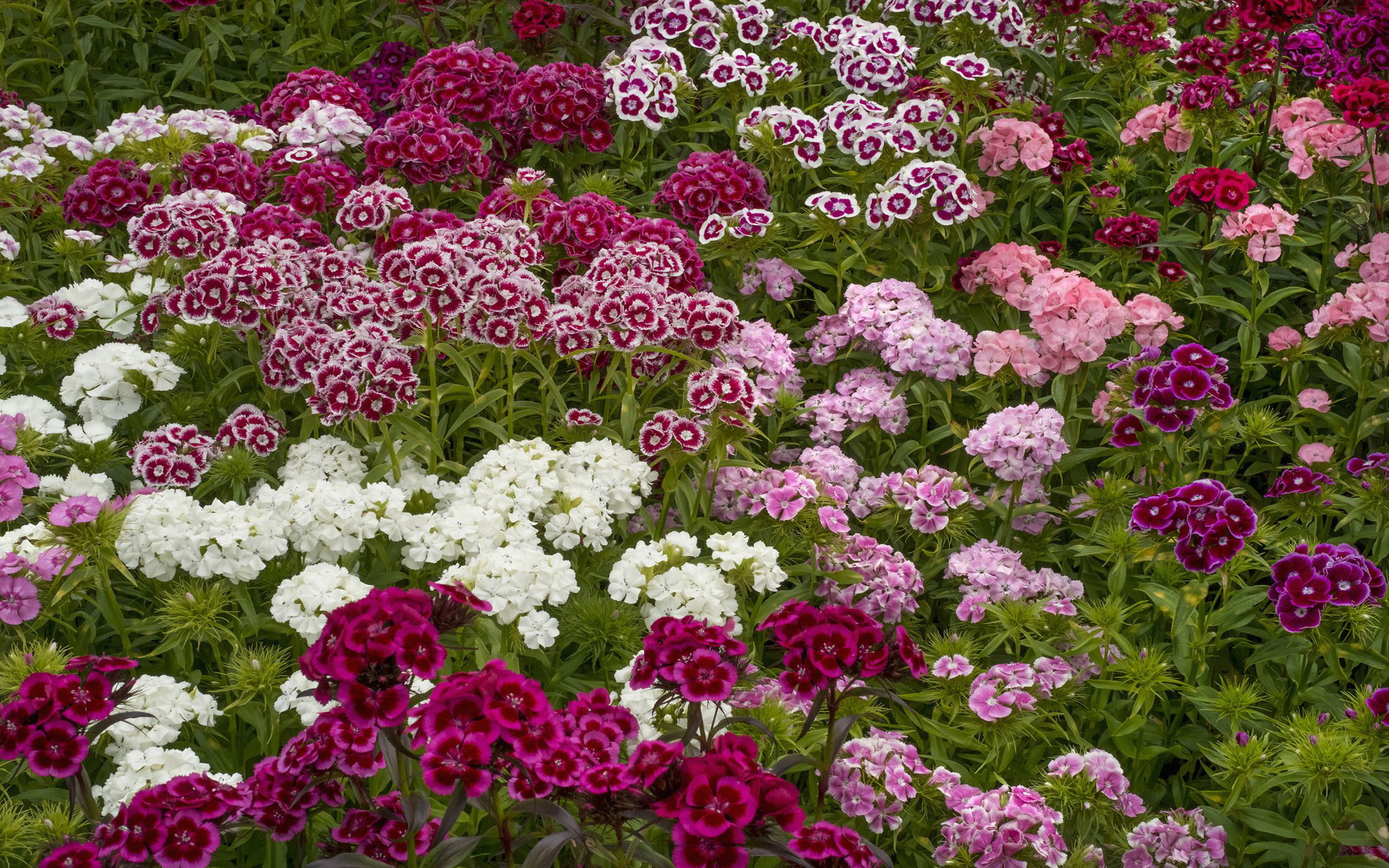 wallpapers, belongs, dianthus, family, 2K, garden, flower, hd, perennial, carnations, HD Wallpaper