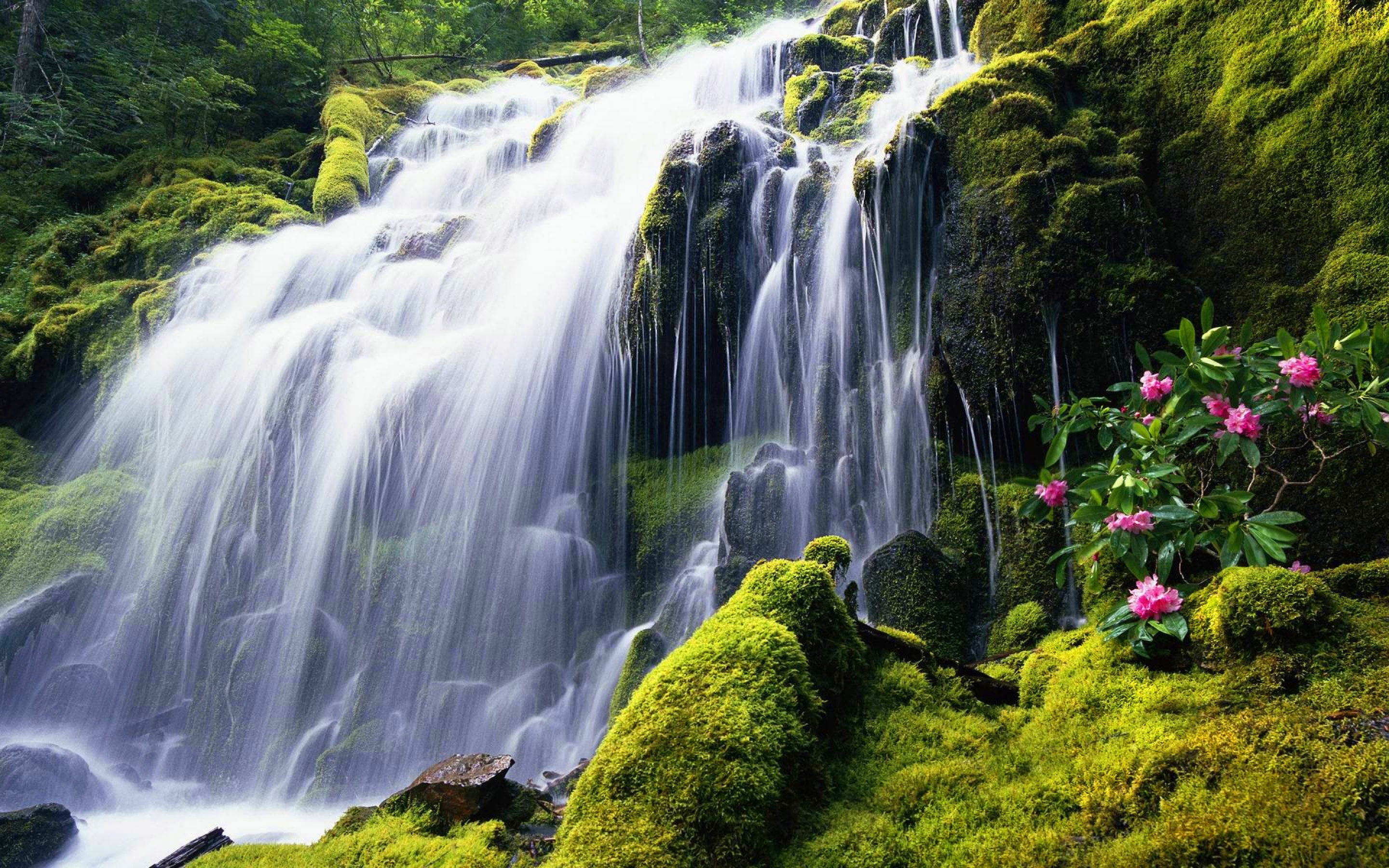 clearer, waterfall, costa, green, moss, 2K, desktop, water, pink, coast, flowers, rock, rica, covered, HD Wallpaper