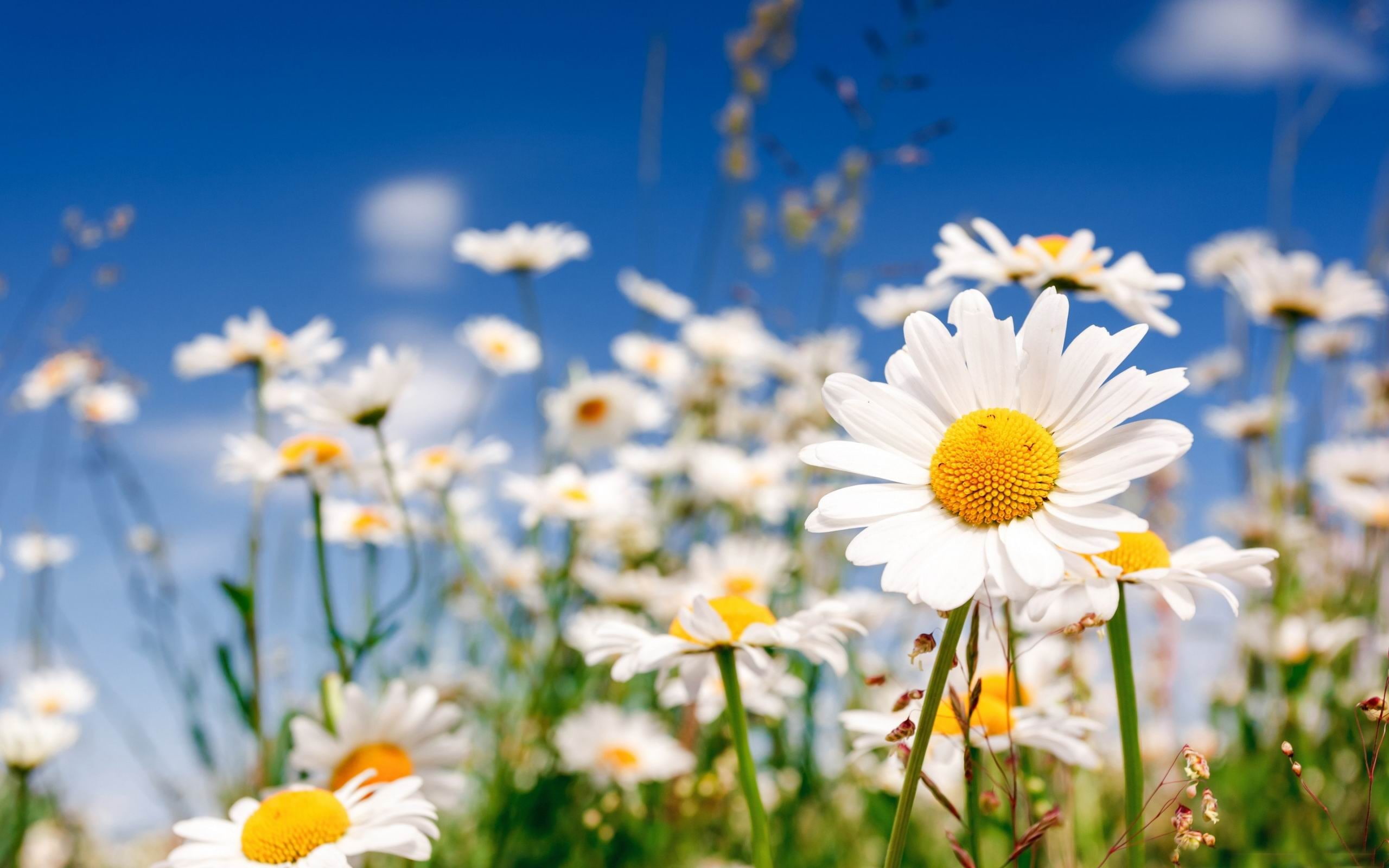 pollen, focus on foreground, fragility, hd, flowerbed, growth, close-up, vulnerability, widescreen, 2K, no people, meadow, freshness, inflorescence, HD Wallpaper