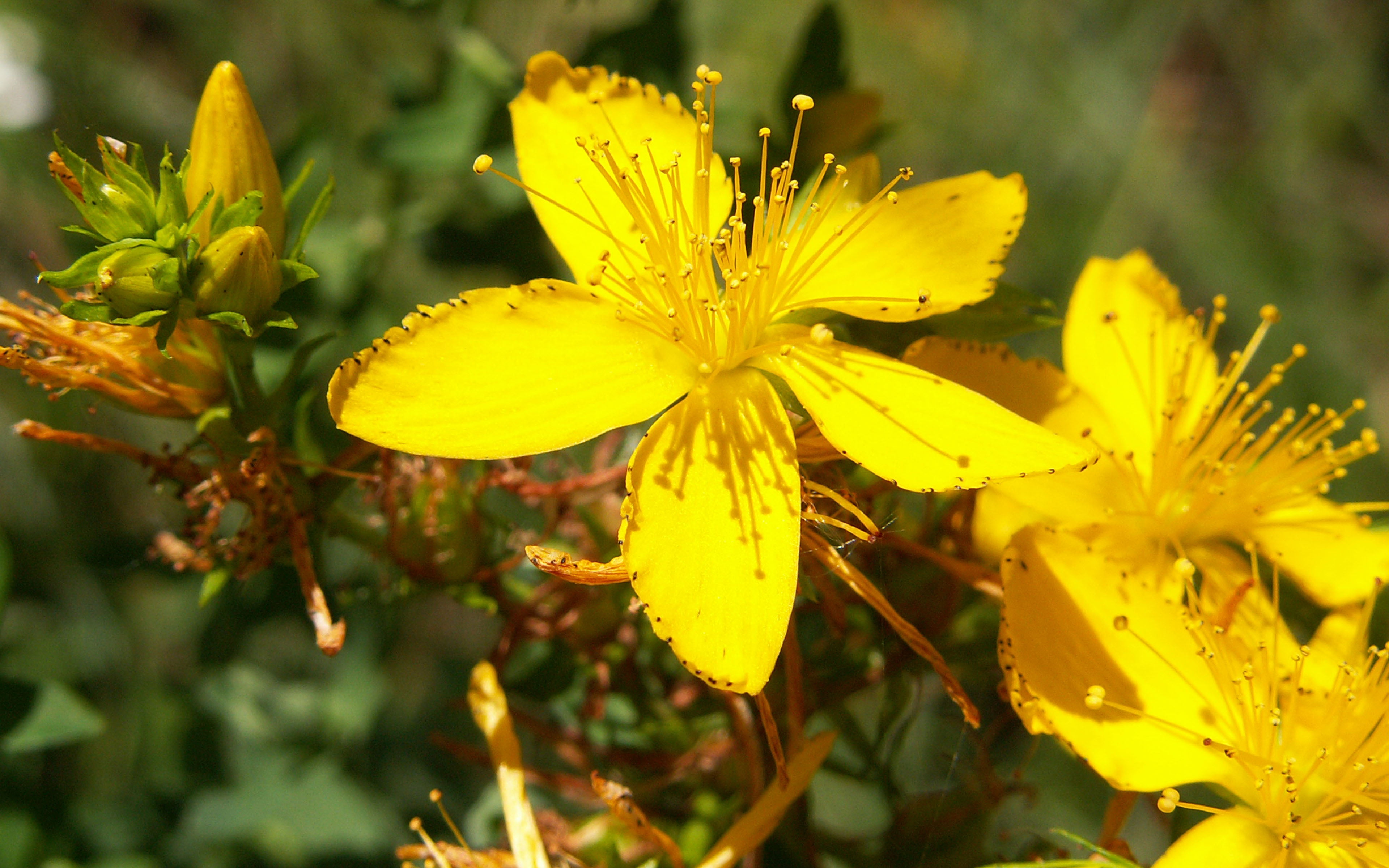 nature, petal, pollen, white, herb, blooms, flower, milky, color, perforatum, focus on foreground, freshness, yellow, may, june, beauty in nature, outdoors, HD Wallpaper