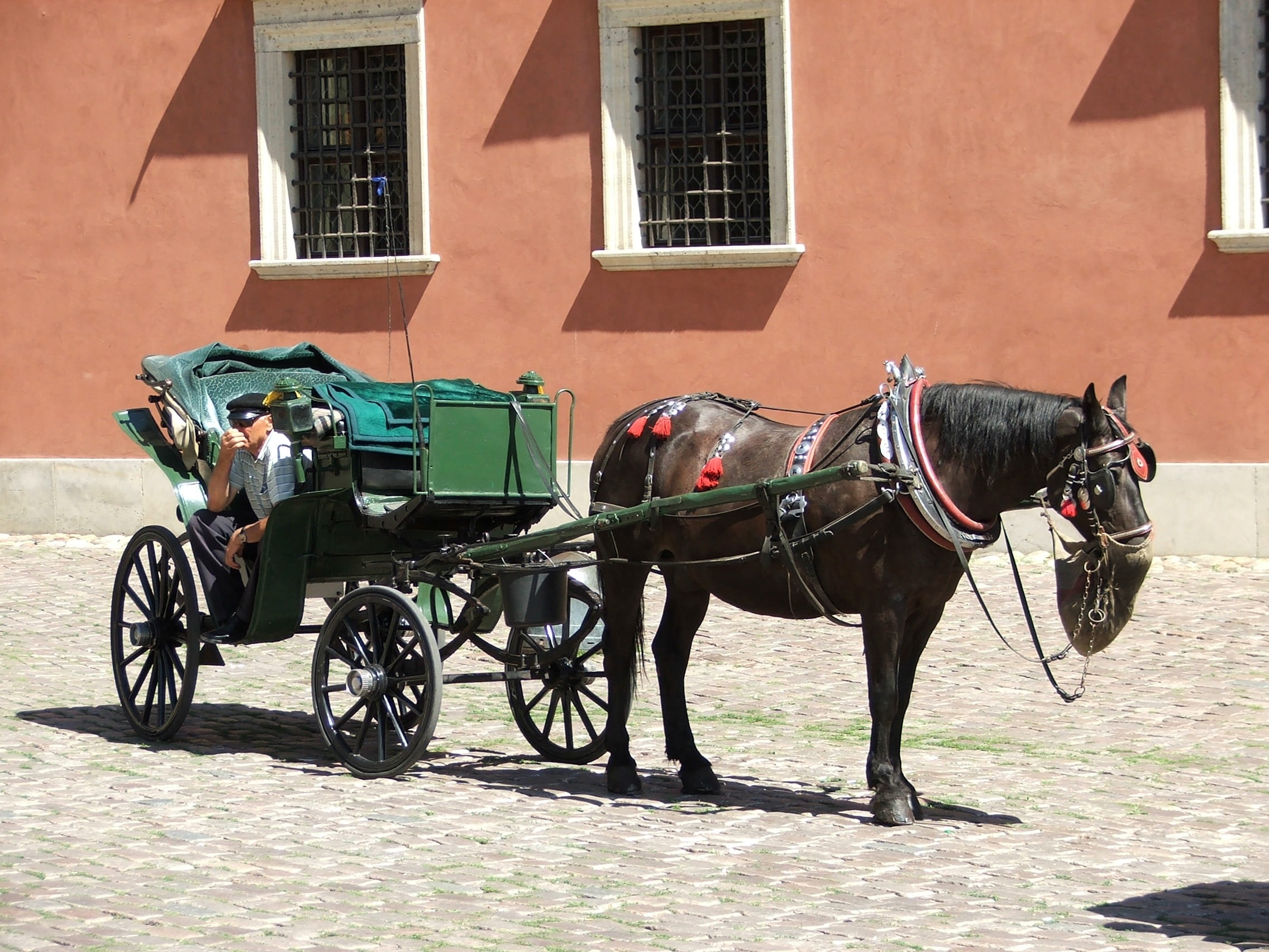 working animal, livestock, animal themes, cart, vertebrate, domestic, history, nature, summer, mode of transportation, tourism, mode of transport, Cab, HD Wallpaper