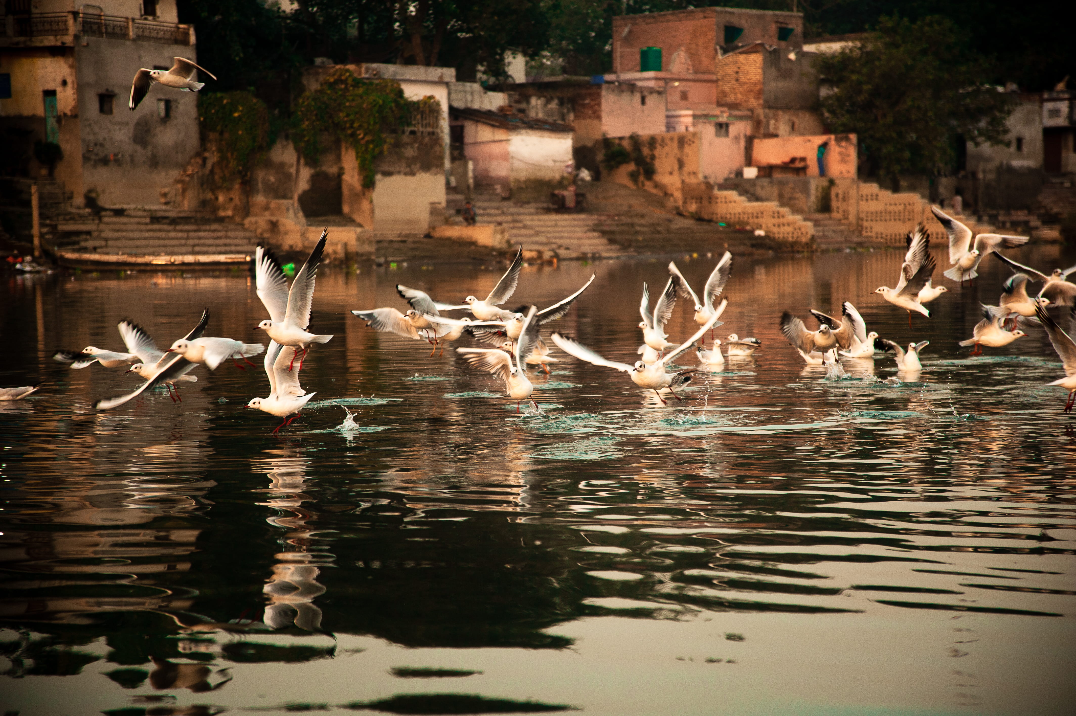 animals, seagulls, reflection, animals in the wild, lake, city, animal themes, day, group of animals, yamuna, building exterior, architecture, india, water, HD Wallpaper