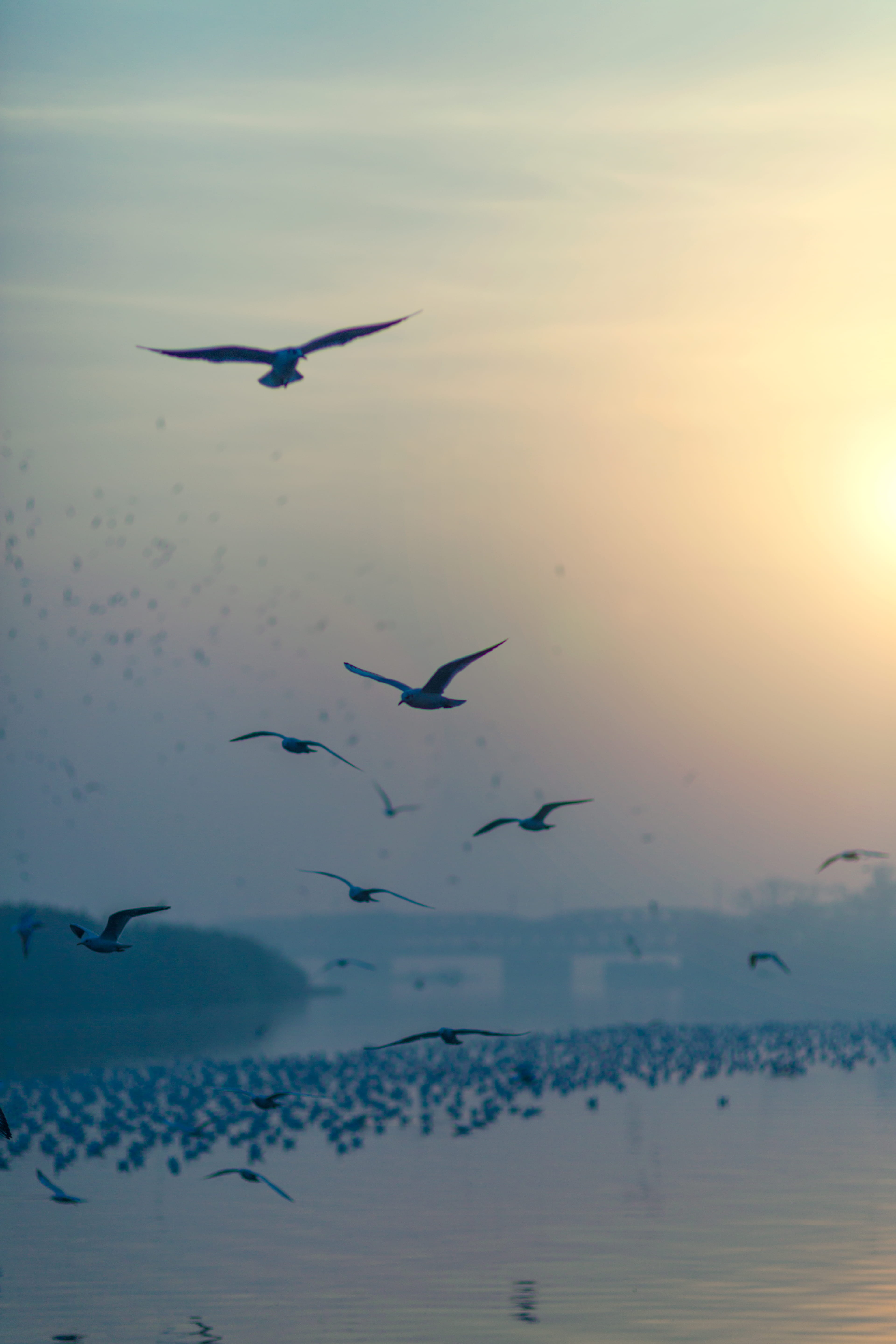 birds, water, animal, river, seagull, travel, spread wings, mid-air, animal wildlife, yamuna, sea, sky, animal themes, sunset, vertebrate, bird, no people, Phone HD Wallpaper