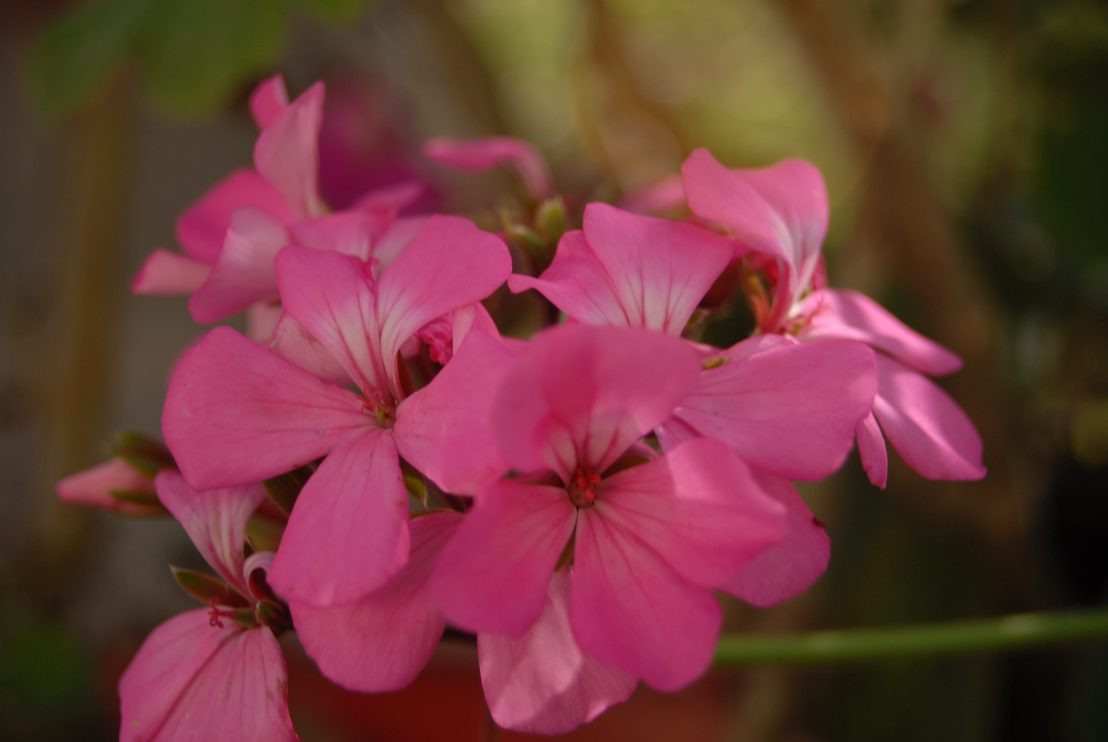 flower, blossom, nature, outdoors, fragility, growth, close-up, petals, springtime, day, focus on foreground, flower head, pink color, vulnerability, flower regional, HD Wallpaper