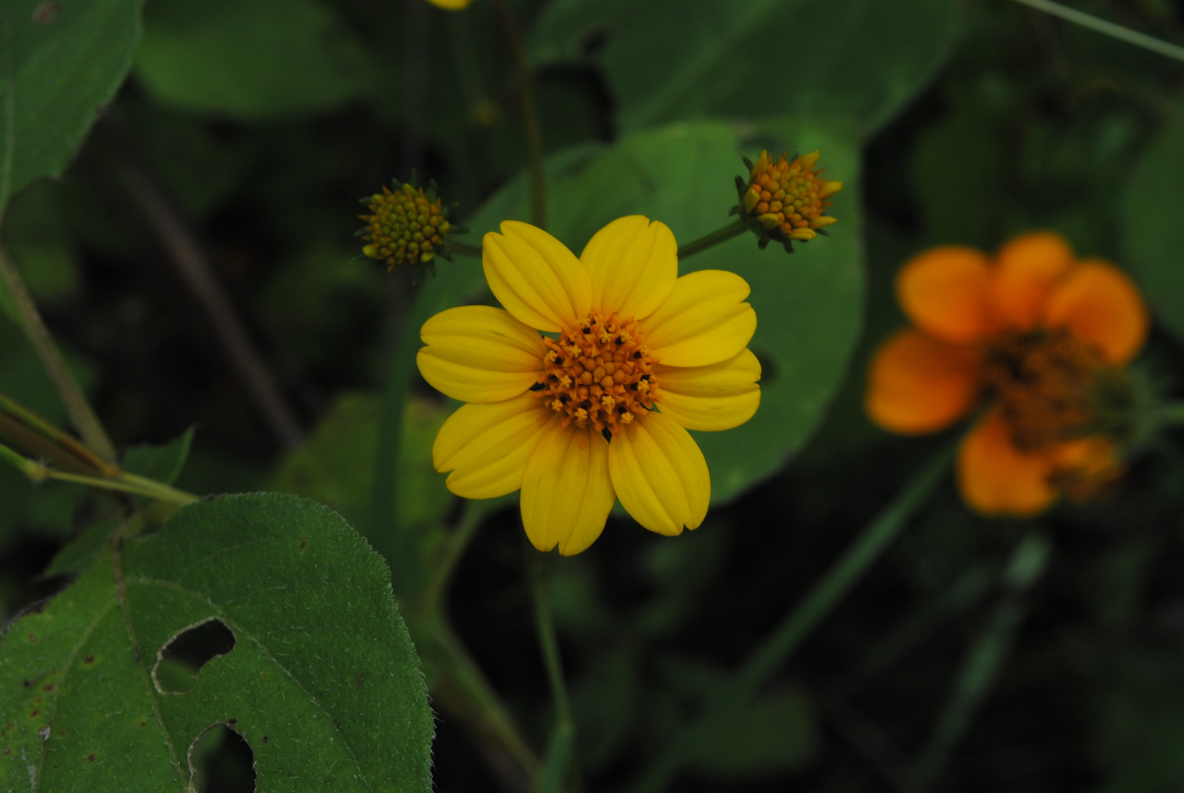 flower head, pollen, inflorescence, flower, nature, growth, focus on foreground, plant, petal, gro, fragility, yellow, no people, outdoors, tlapa de comonfort, HD Wallpaper