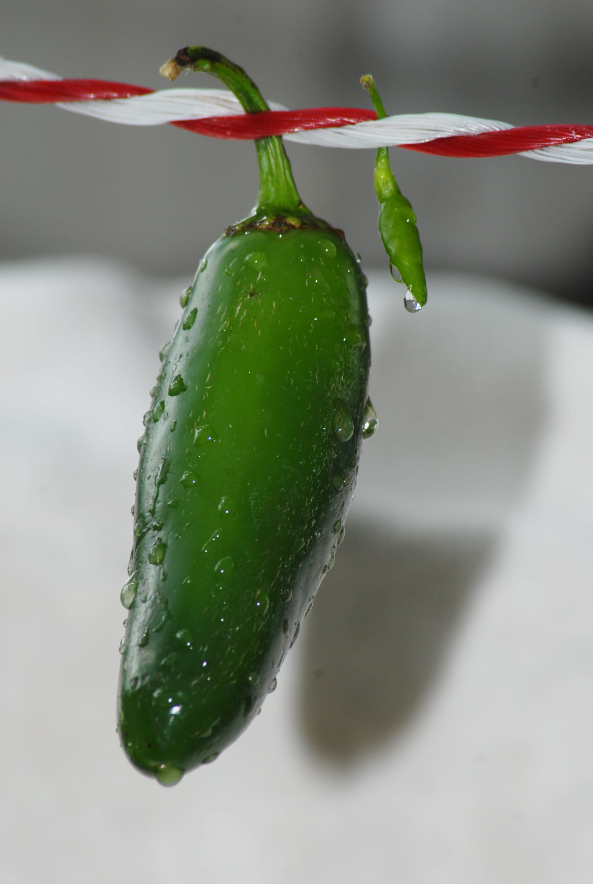 2K, drop, green color, mountain, green chile, pepper, spice, vegetable, indoors, wellbeing, no people, growth, day, spicy, focus on foreground, gro, red, Phone HD Wallpaper