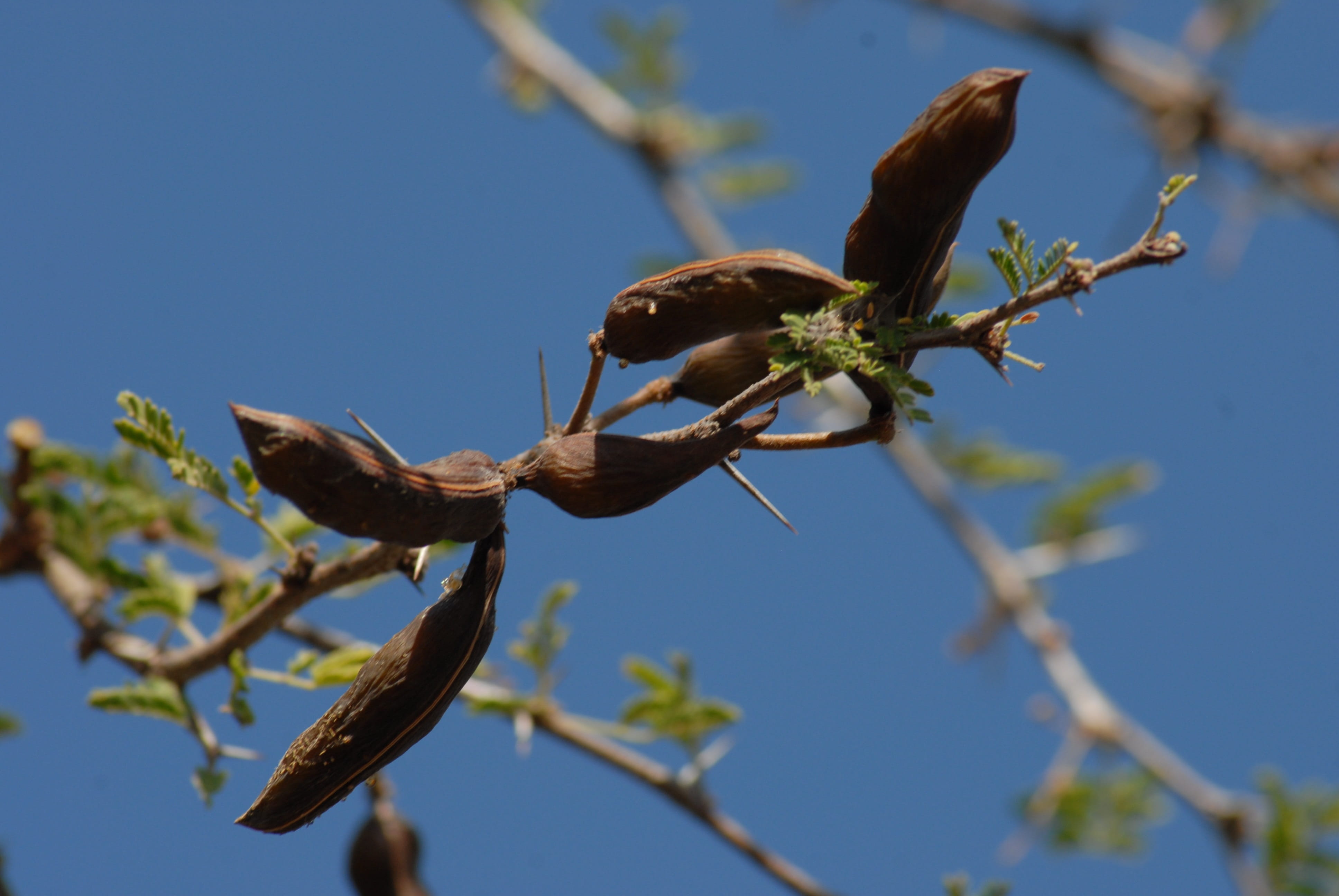 animal, day, tree, thorns, focus on foreground, gro, outdoors, no people, tlapa de comonfort, close-up, one animal, nature, mountain, beauty in nature, HD Wallpaper