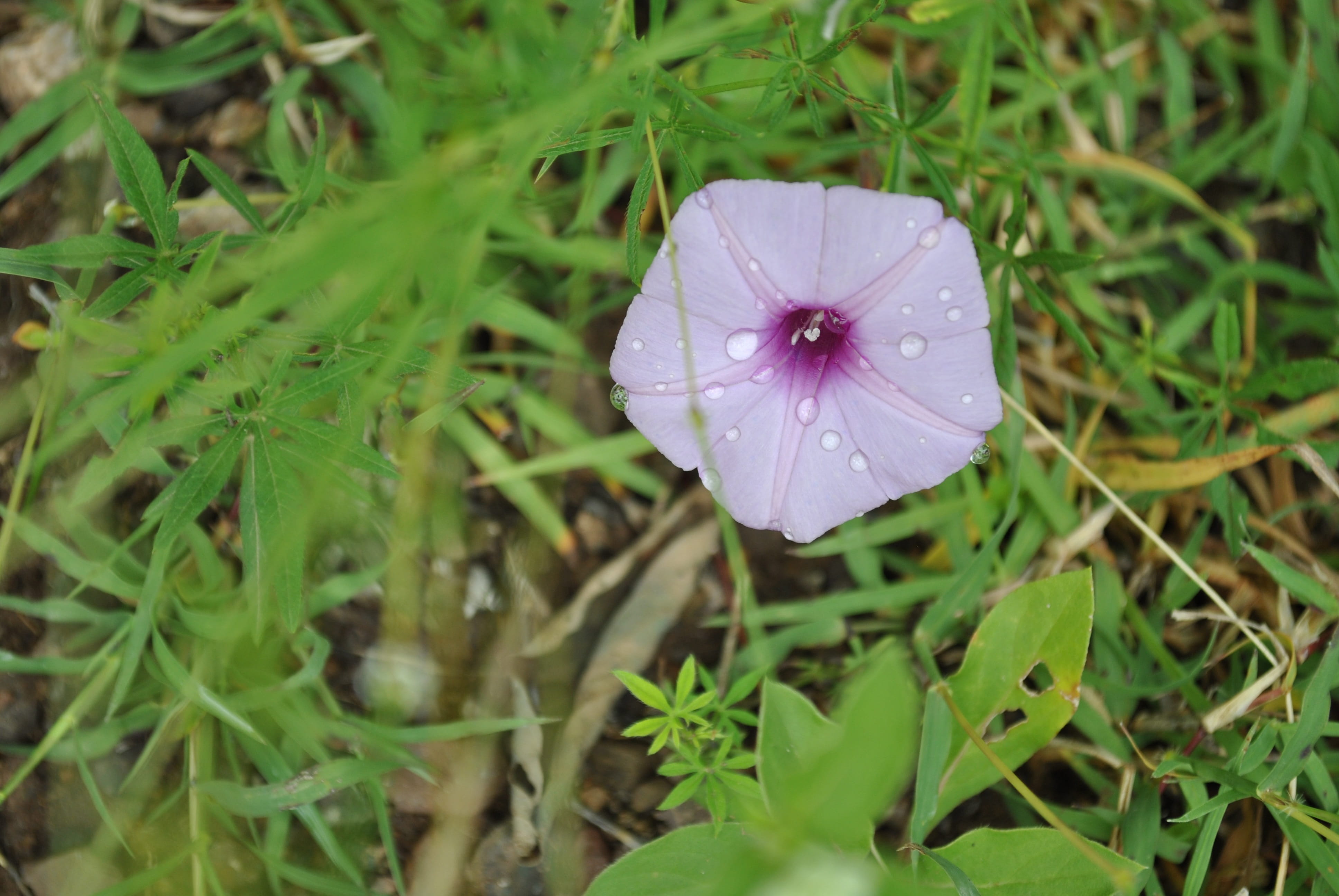 no people, tlapa de comonfort, vulnerability, dew, petunia, inflorescence, day, raindrop, purple morning glory, beauty in nature, growth, gro, outdoors, HD Wallpaper