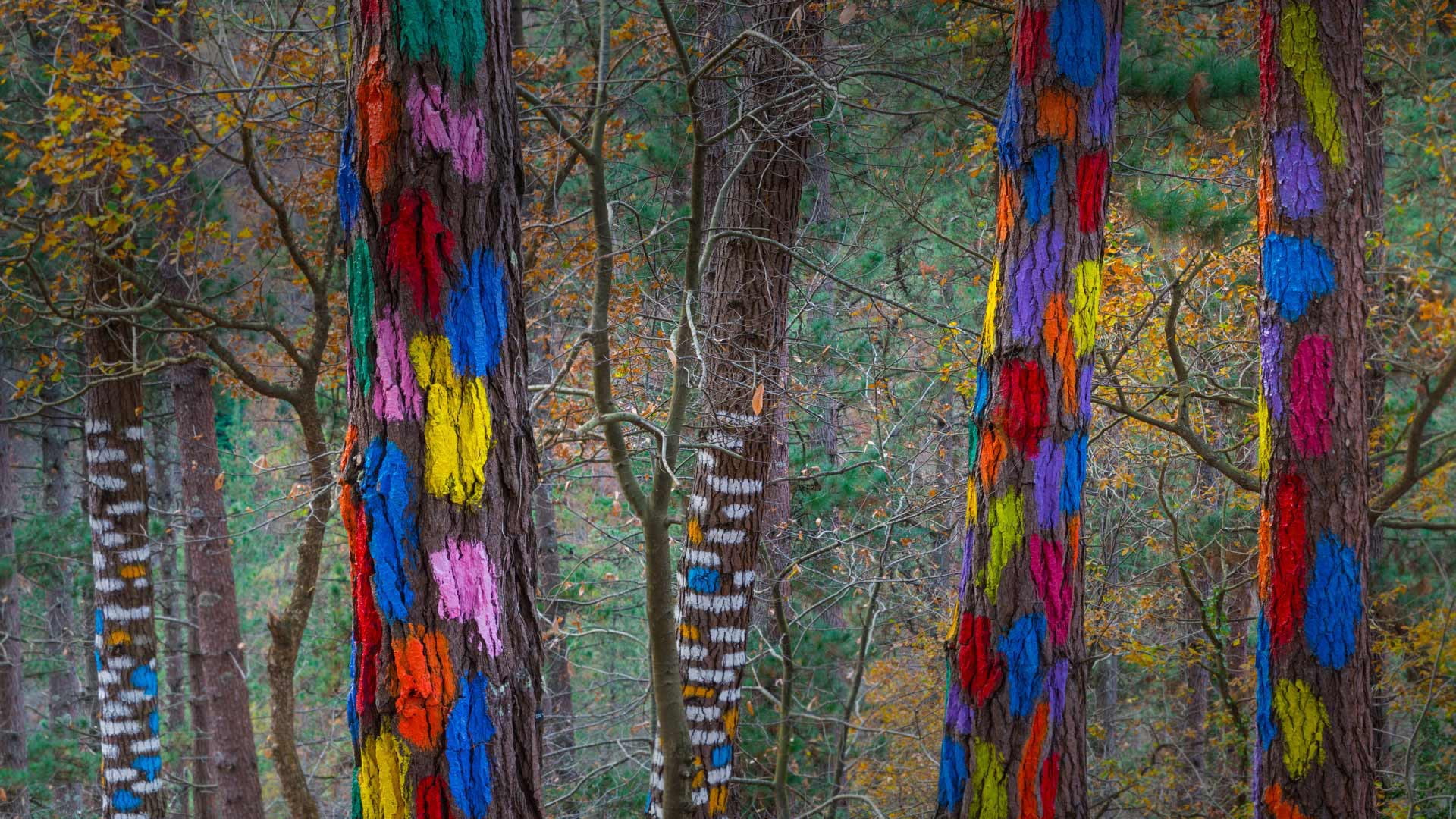 Biscay, living forest, paint, 1080P, Spain, trees, HD Wallpaper