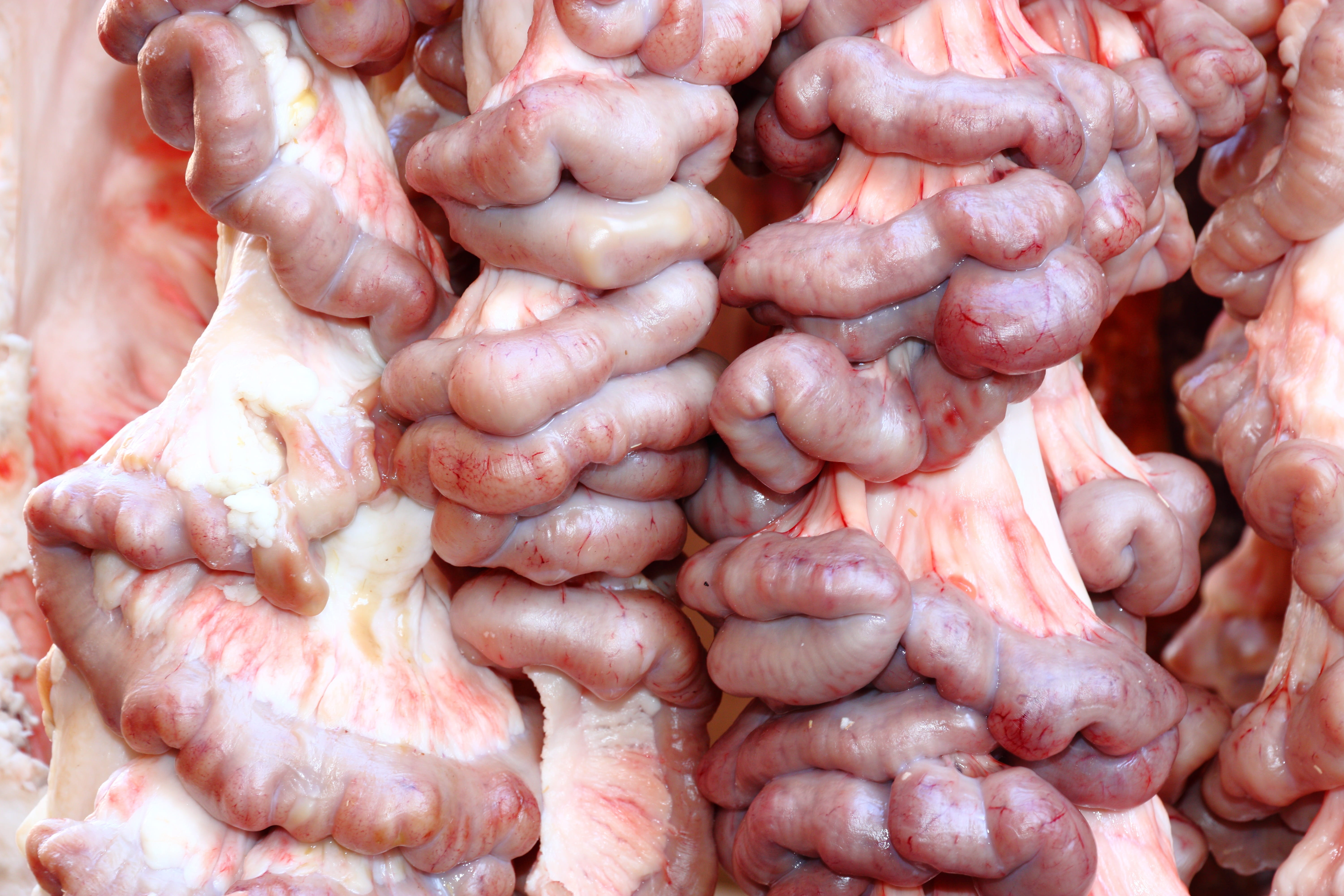 raw food, retail, still life, intestine, high angle view, close-up, business, wellbeing, market, abundance, cooking, large group of objects, food, no people, HD Wallpaper