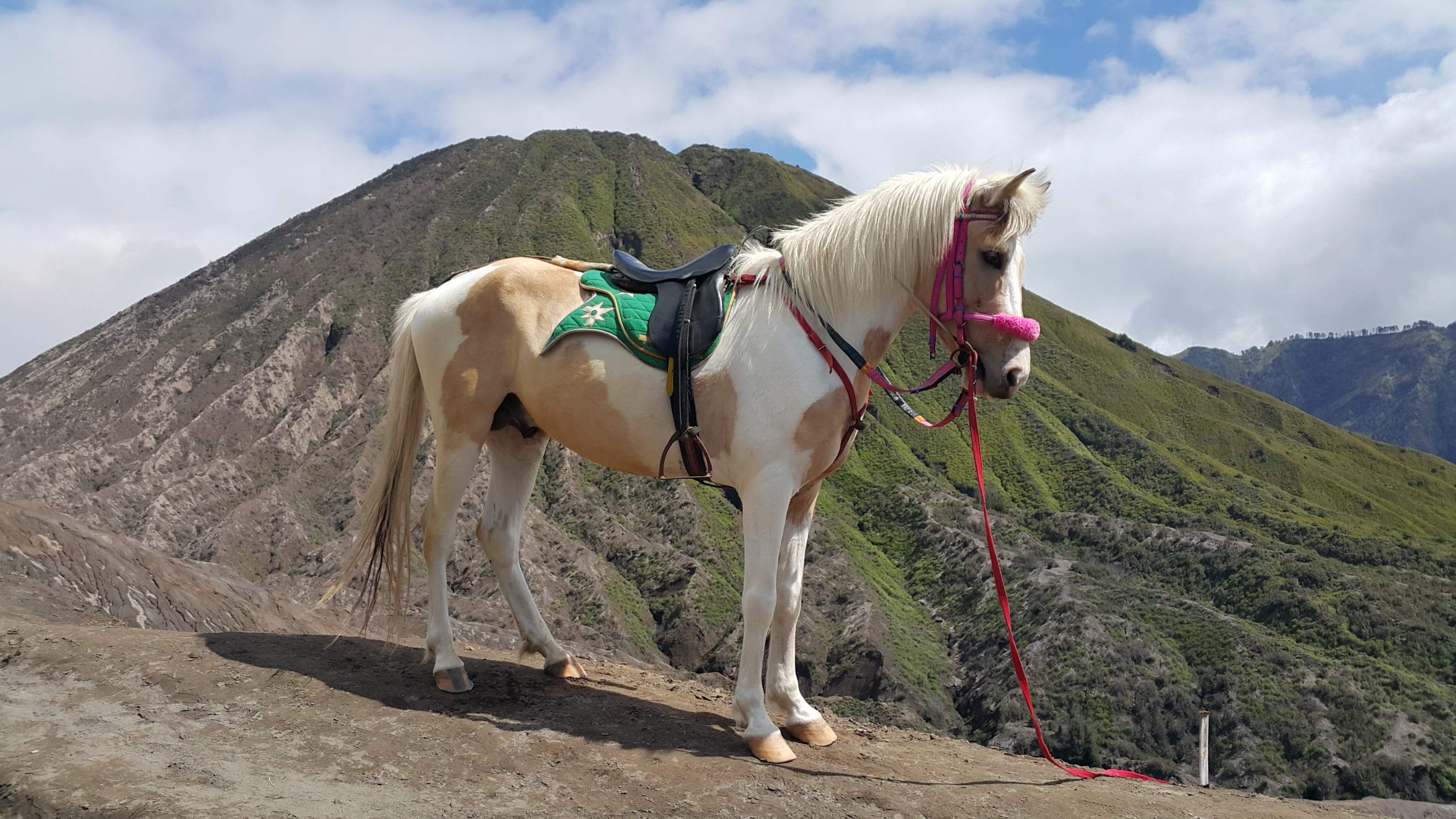 natural, working animal, herbivorous, beauty in nature, horse, land, nature, domestic animals, cloud - sky, bromo, people, day, domestic, mountain, one animal, HD Wallpaper
