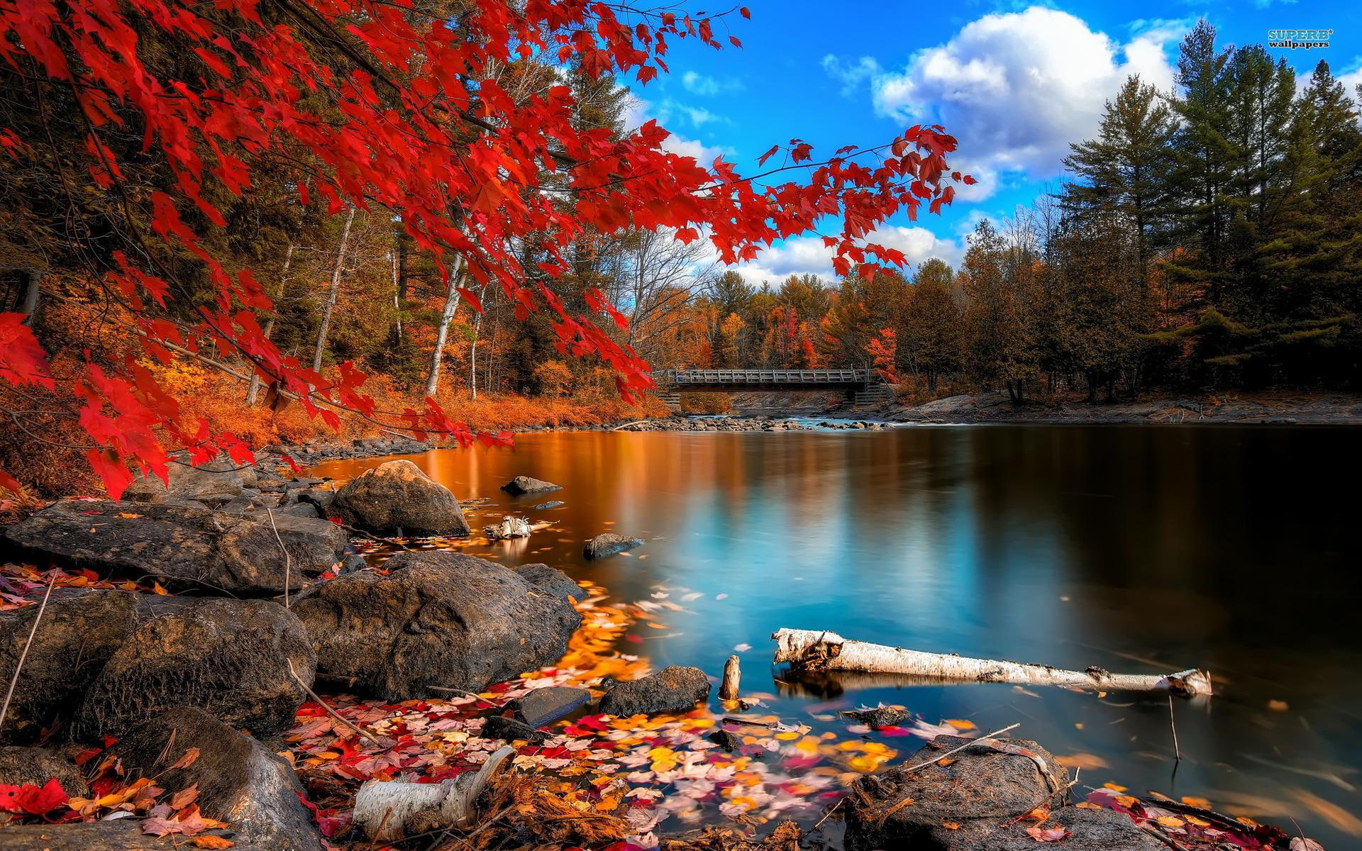 lake, wide, lakes, 1080P, mobile, forest, HD Wallpaper