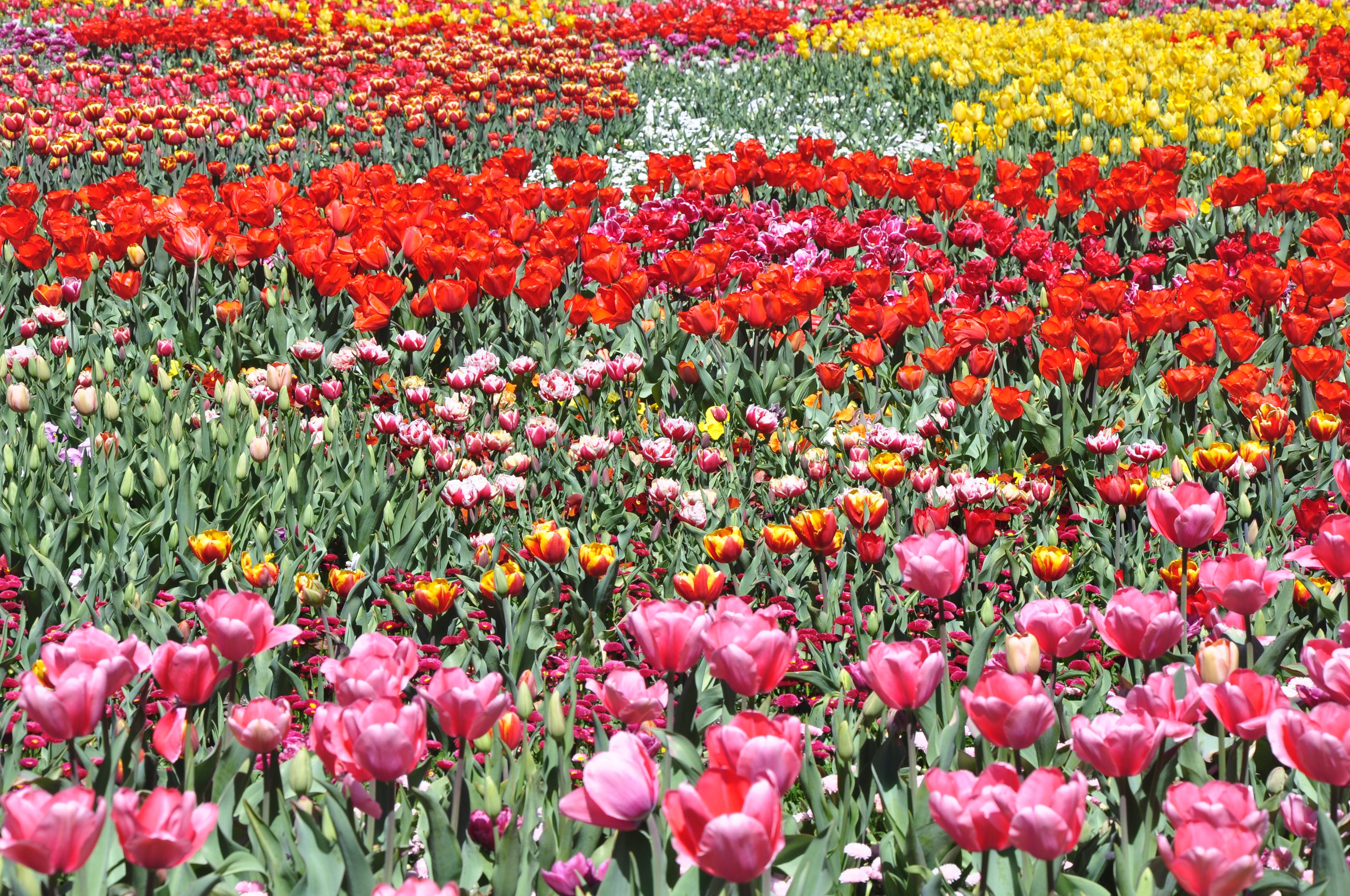 pink color, Flower, abundance, land, floriade, canberra, natural, australia, multi colored, flower head, flora, day, beauty in nature, springtime, Floral, HD Wallpaper