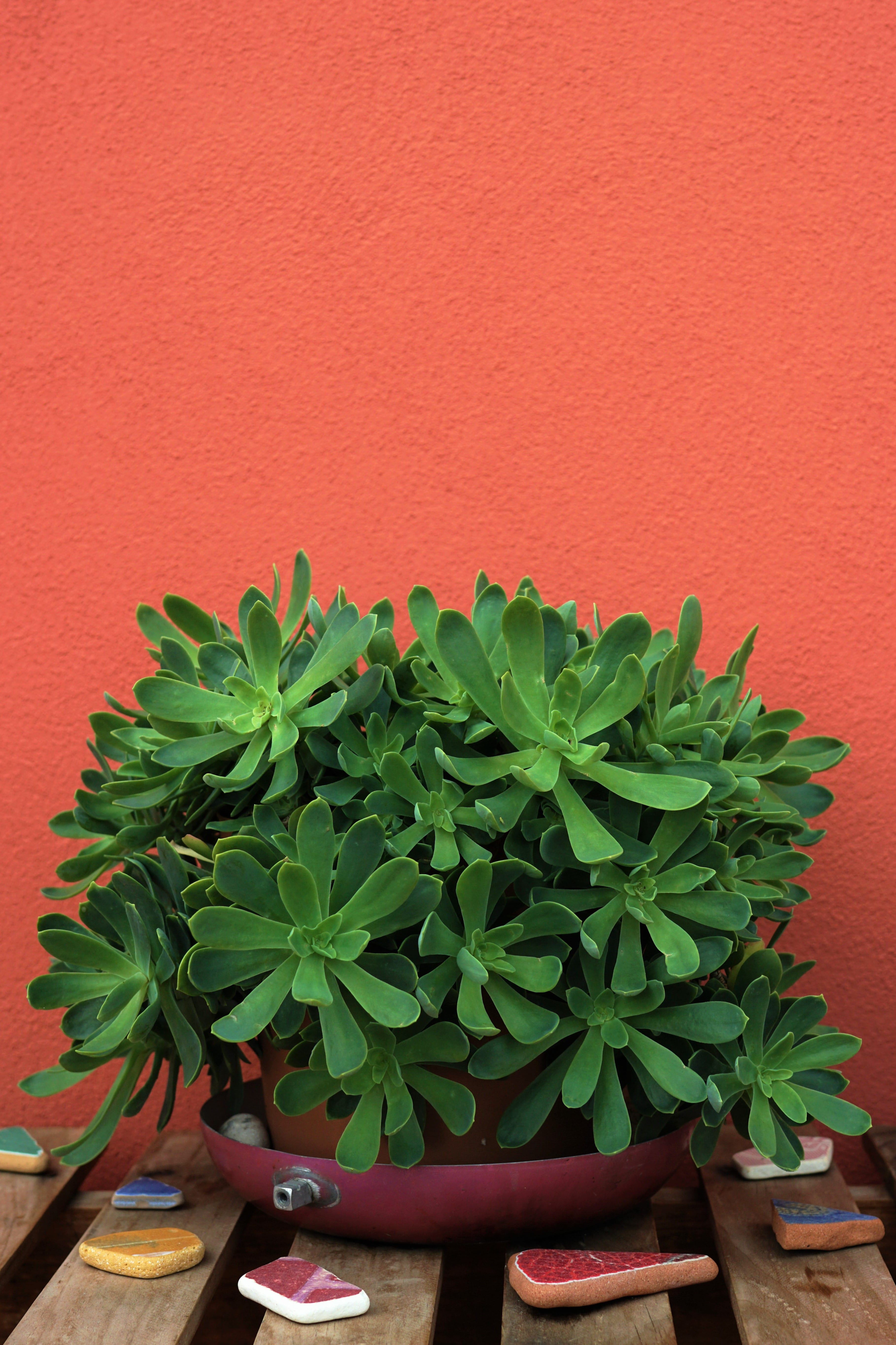 table, close-up, pink, italy, green, growth, no people, plant, day, flower, houseplant, background, wall, succulent, architecture, plant part, built structure, Phone HD Wallpaper