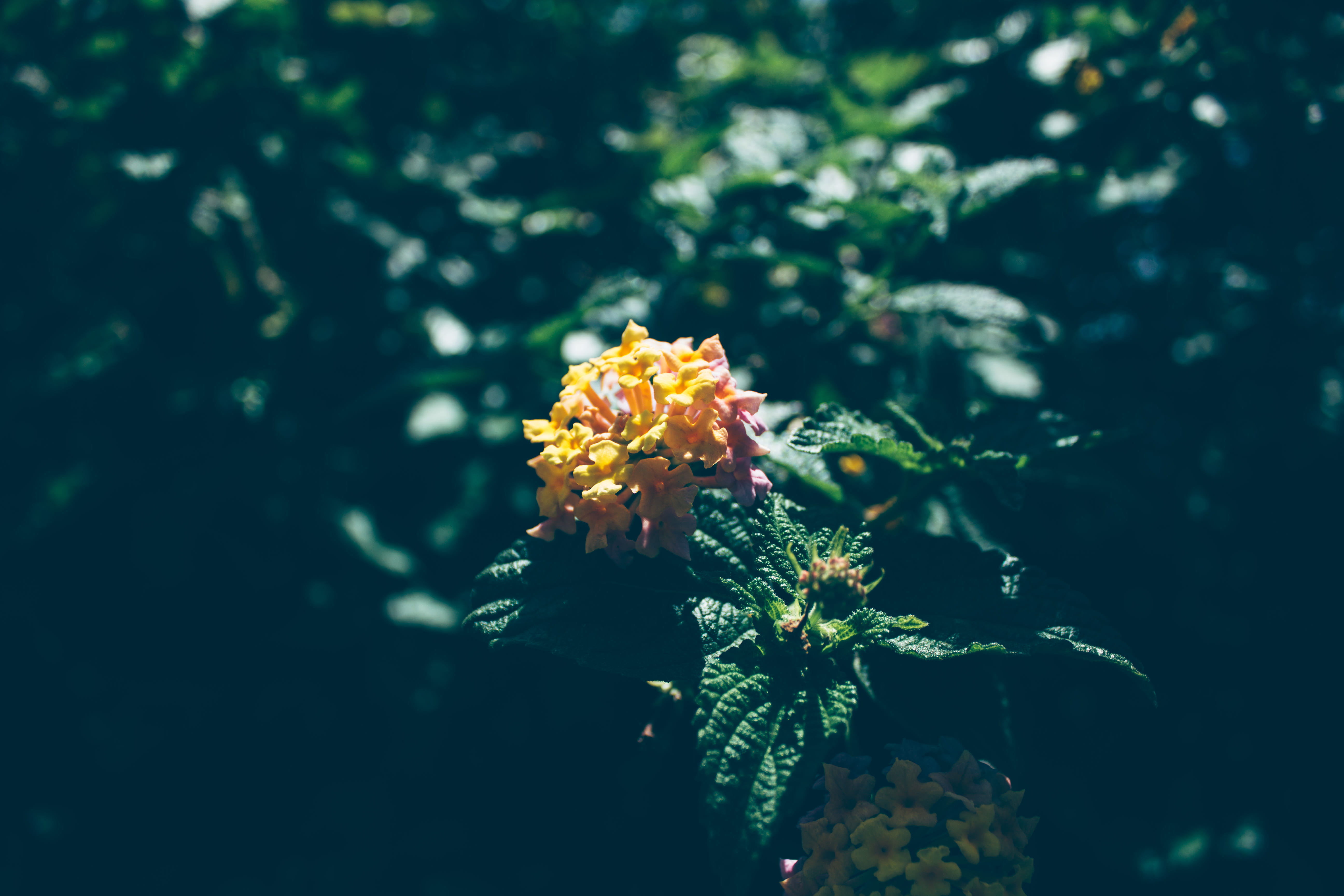 close-up, focus on foreground, vulnerability, plant, green color, beauty in nature, day, inflorescence, flower, leaf, growth, lago di ganzirri, messina, HD Wallpaper
