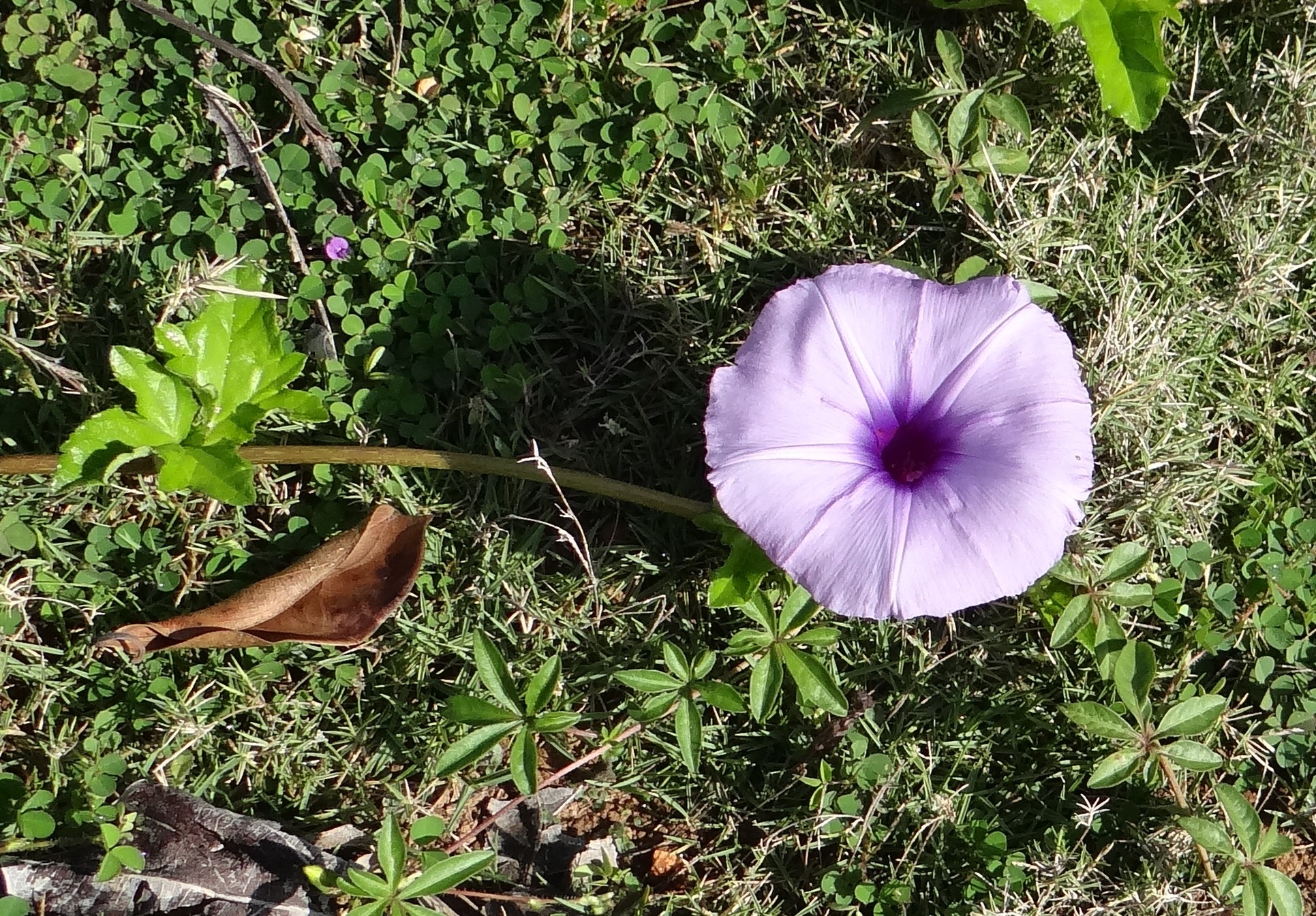 land, coastal morning glory, ivy-leaved morning glory, fragility, no people, beauty in nature, petal, freshness, messina creeper, blue, flower head, growth, HD Wallpaper