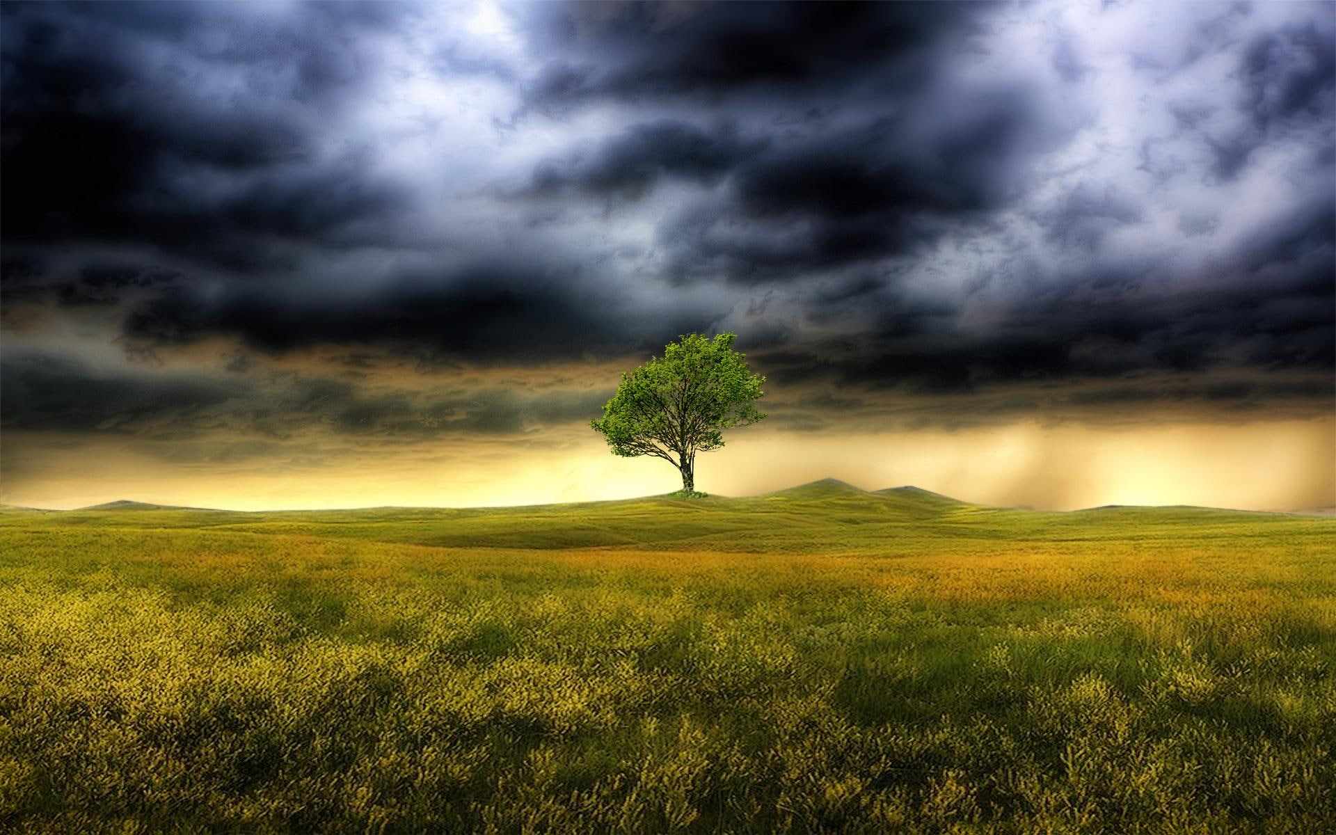 fantasy, 1080P, 3d and abstract, tree, gather, clouds, abstract, storm, HD Wallpaper