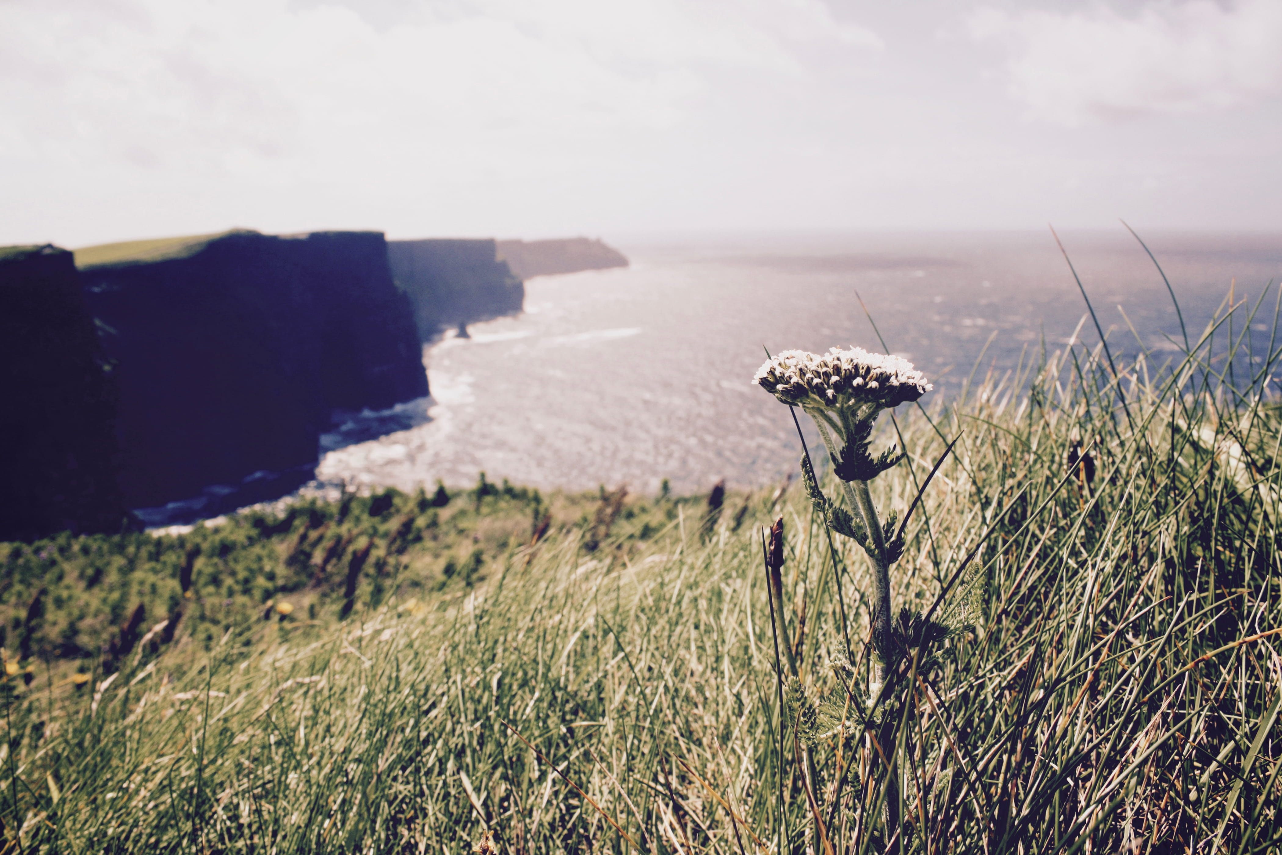county clare, green, day, grass, beauty in nature, no people, focus on foreground, tranquility, landscape, environment, growth, 4K, horizon over water, HD Wallpaper