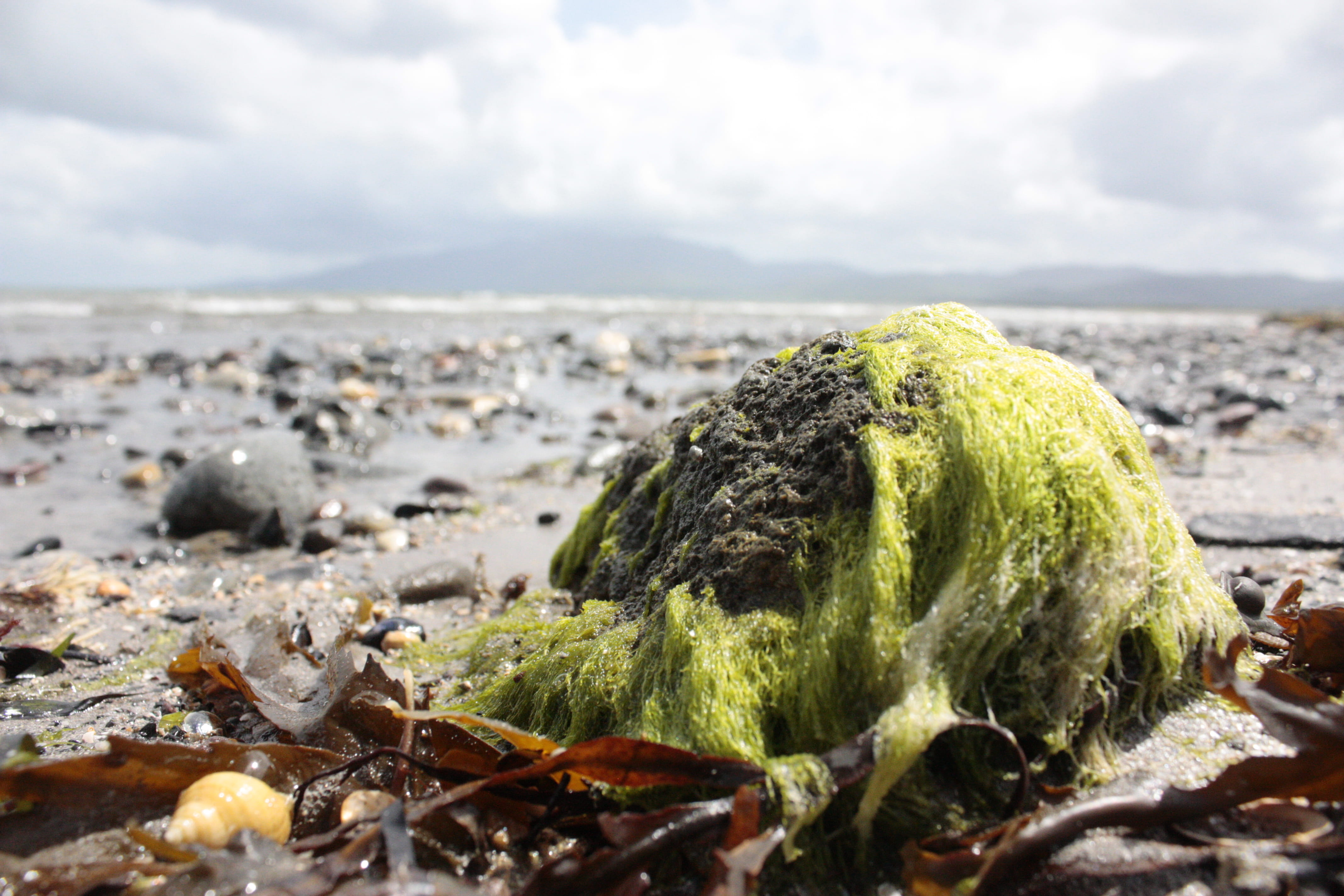 clare, food, outdoors, cloud - sky, sky, sea, beauty in nature, close-up, beach, nature, day, county clare, slime, shore, vegetable, no people, land, green, HD Wallpaper