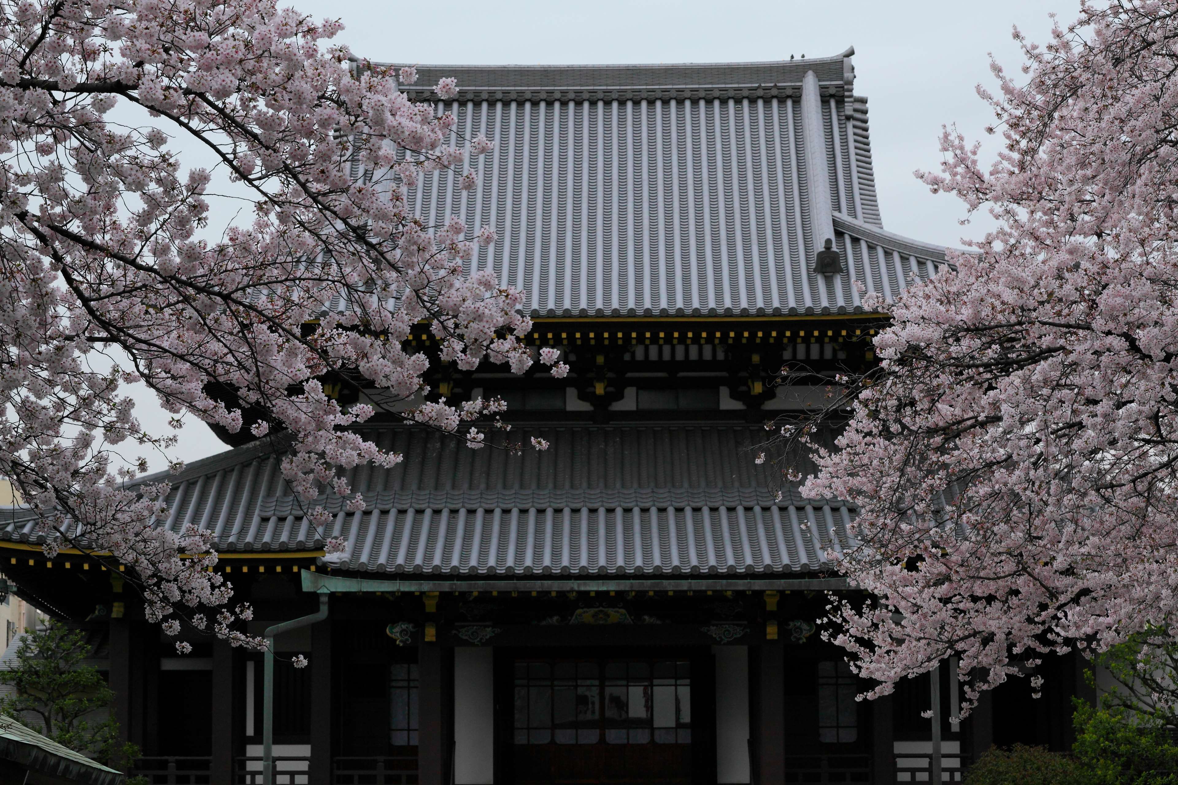 plant, building, tree, built structure, building exterior, fragility, temple, theme calm, outdoors, buddism, cherry blossom, spring, nature, cherry, sakura, HD Wallpaper