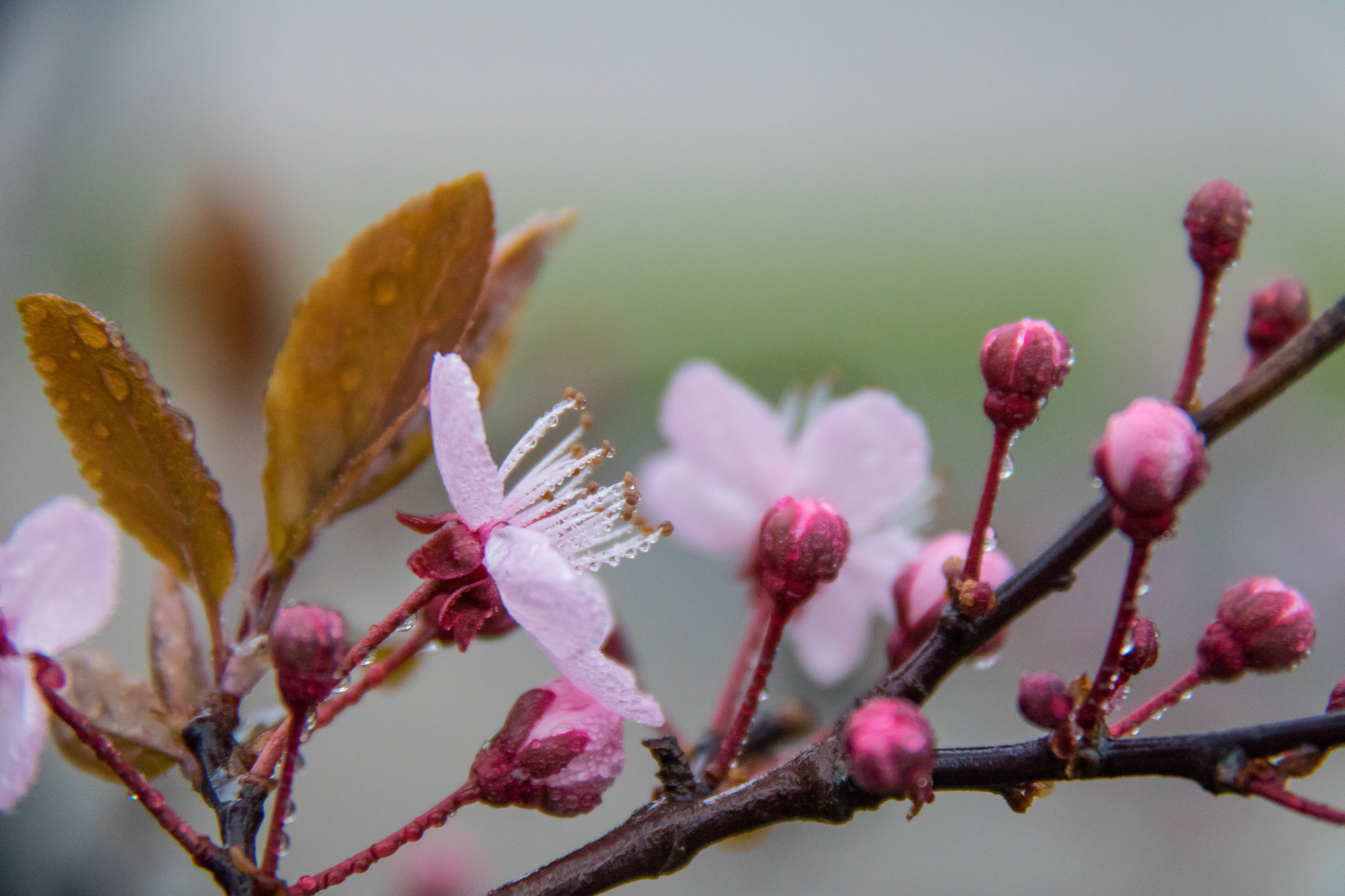springtime, photo, focal_length, flower, model, 760d, wet, geo:location, lens, season, blossoms, dew, canon, mm, geo, close up, close-up, cherry, canon eos, HD Wallpaper