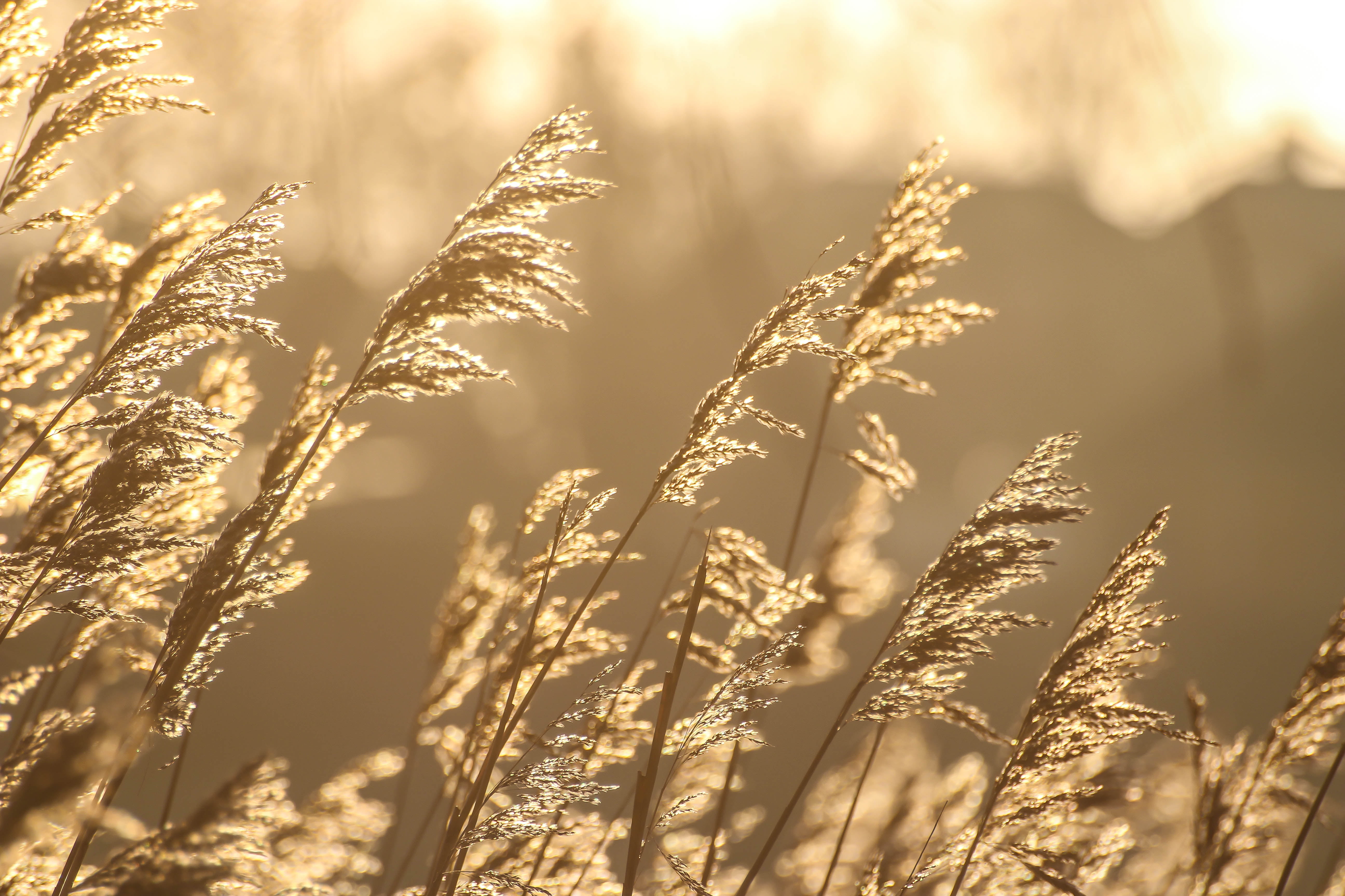 summer, nature, wheat, rural Scene, plant, day, photography, wheat field, meadow, yellow, sunlight, close, outdoors, field, Vass, Trelleborg, season, Last light, HD Wallpaper