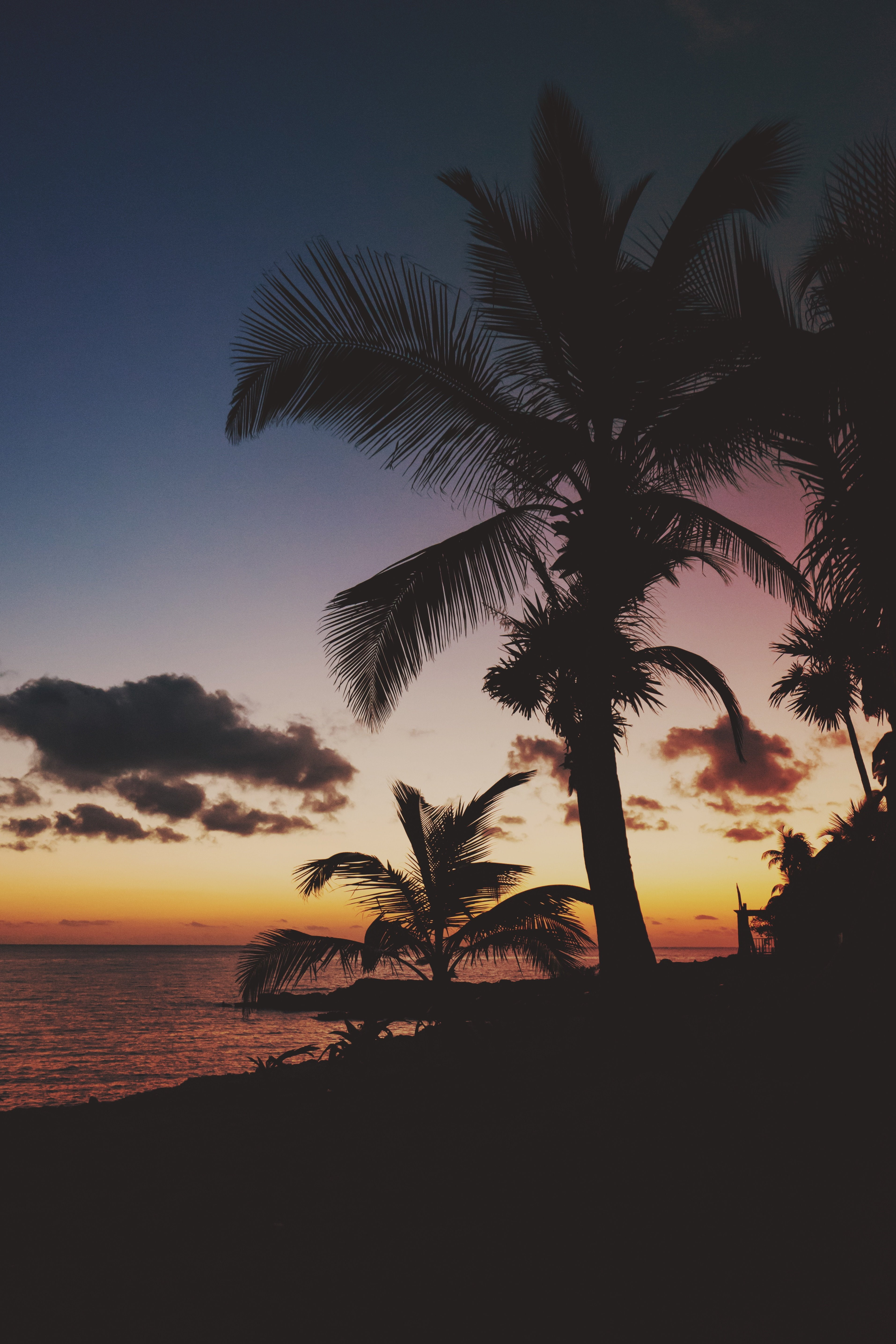 3828x5742 px, Trees, beach, scenics - nature, tropical tree, outdoors, coconut palm tree, art, sea, no people, tropical climate, nature, silhouette, tranquility, Phone HD Wallpaper