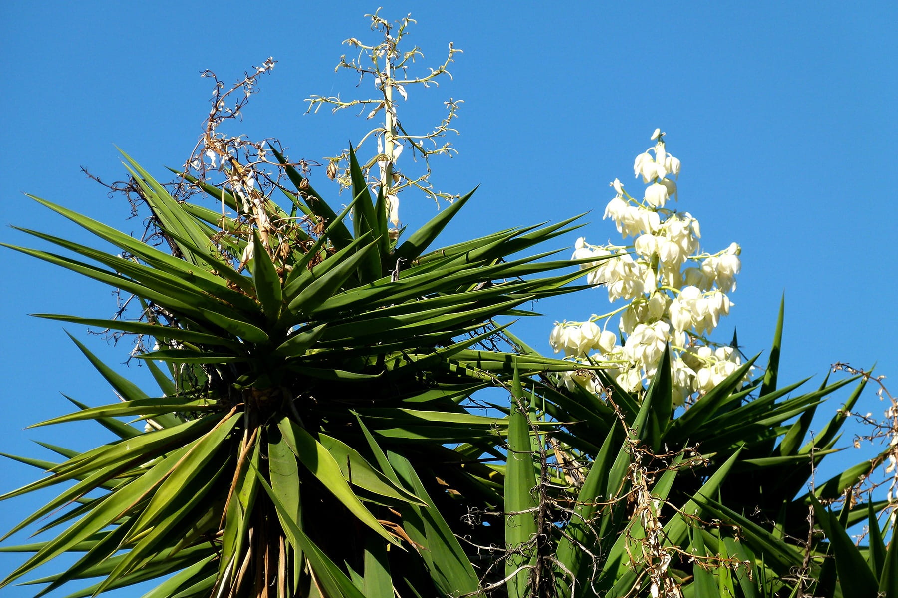 flowering plant, growth, Botanical, sunlight, Agave, beauty in nature, vulnerability, Plant, Leaves, nature, 720P, outdoors, blue, leaf, low angle view, HD Wallpaper