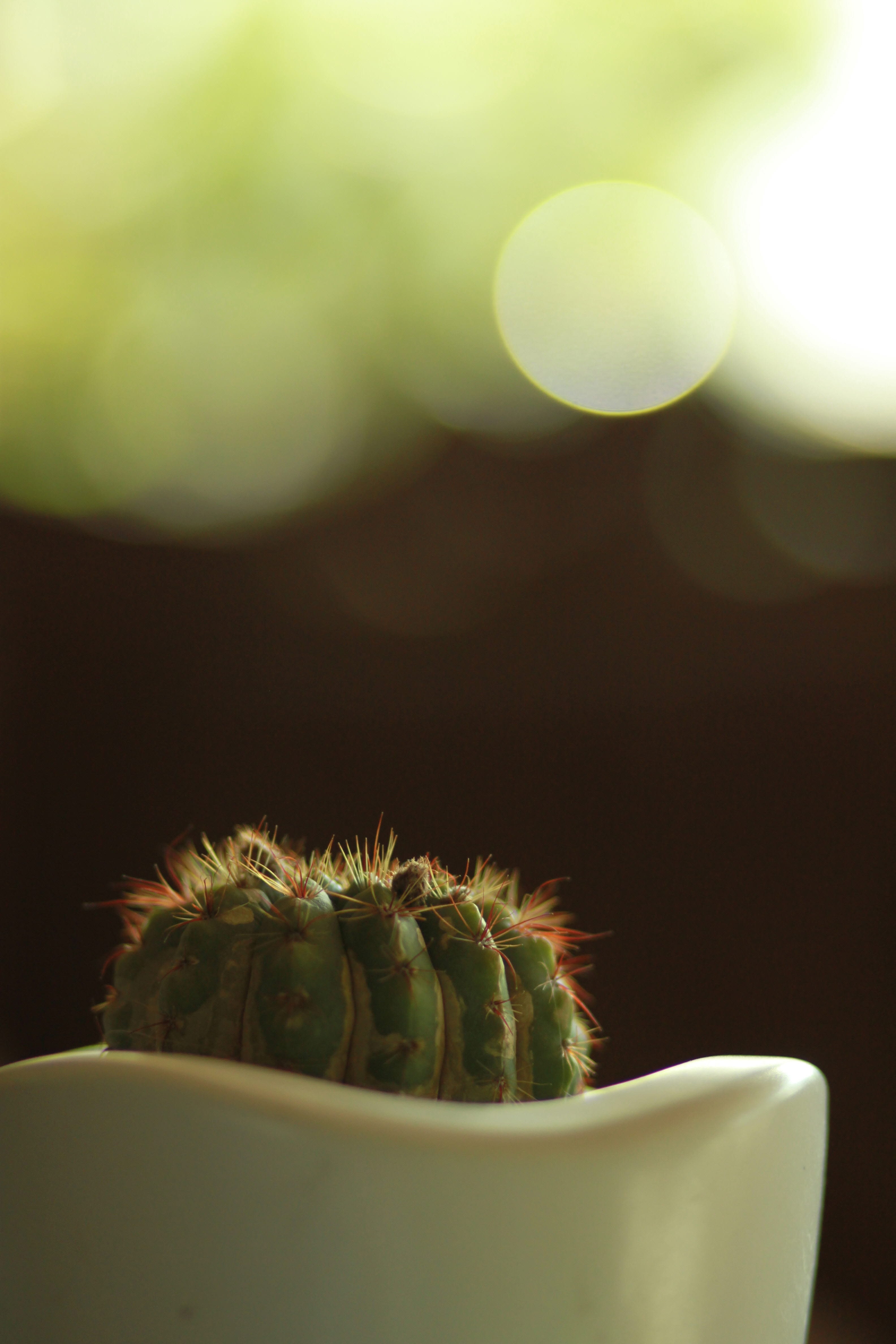 4K, spiked, tropical fruit, plant, table, lens flare, freshness, lockscreen, fruit, potted plant, sharp, tropical plants, no people, tropical plant, Phone HD Wallpaper