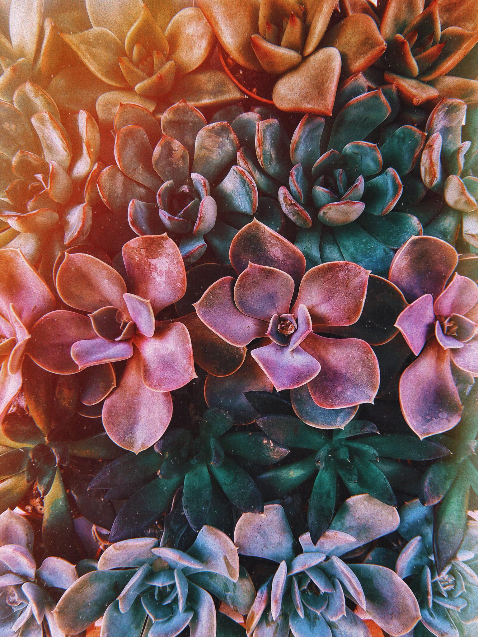 backgrounds, succulent Plant, wildlife, color, petal, red, succulent, botany, freshness, green, close-up, spring, 1080P, plant, purple, flower Head, Phone HD Wallpaper