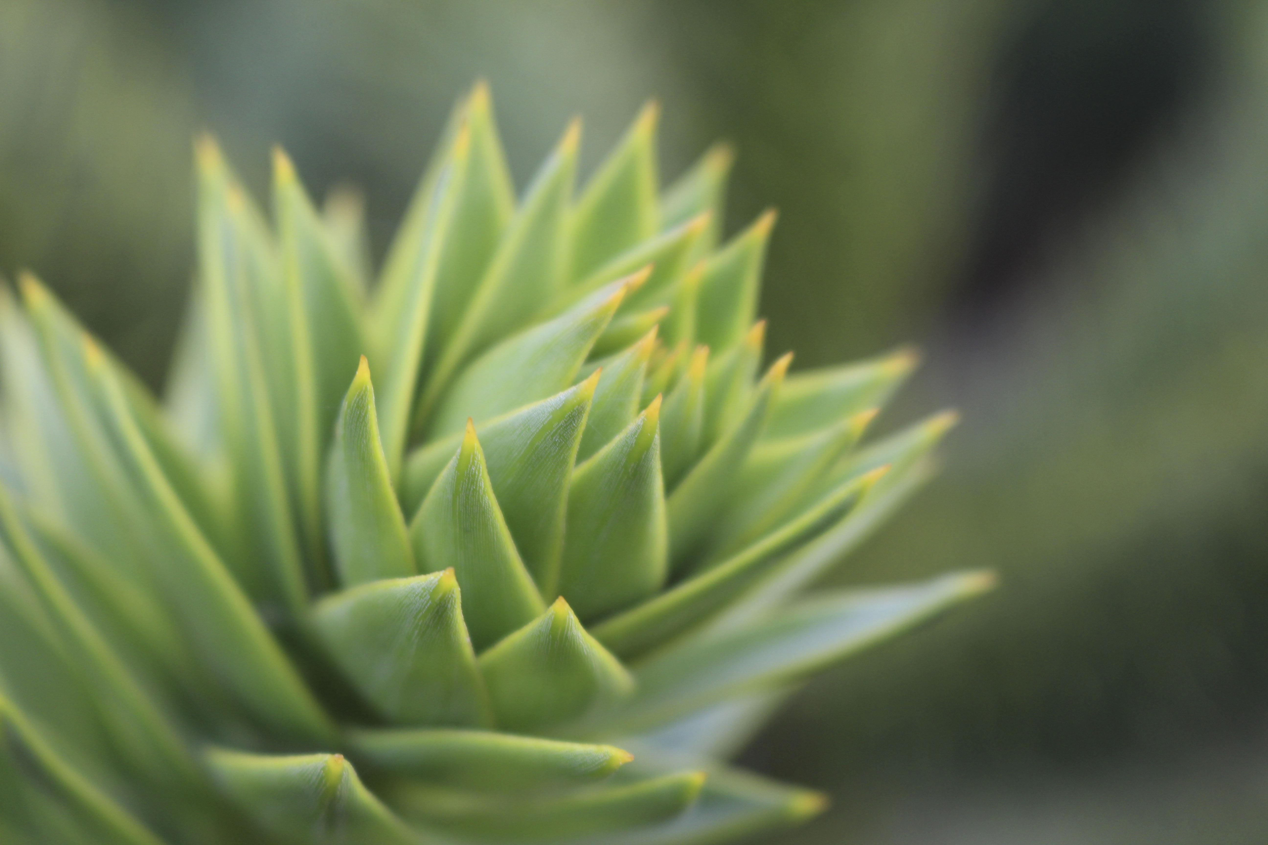 plant part, sunlight, growth, leaves, leafed, selective focus, close-up, fragility, plant, 5K, day, leaf, tranquility, freshness, no people, outdoors, HD Wallpaper