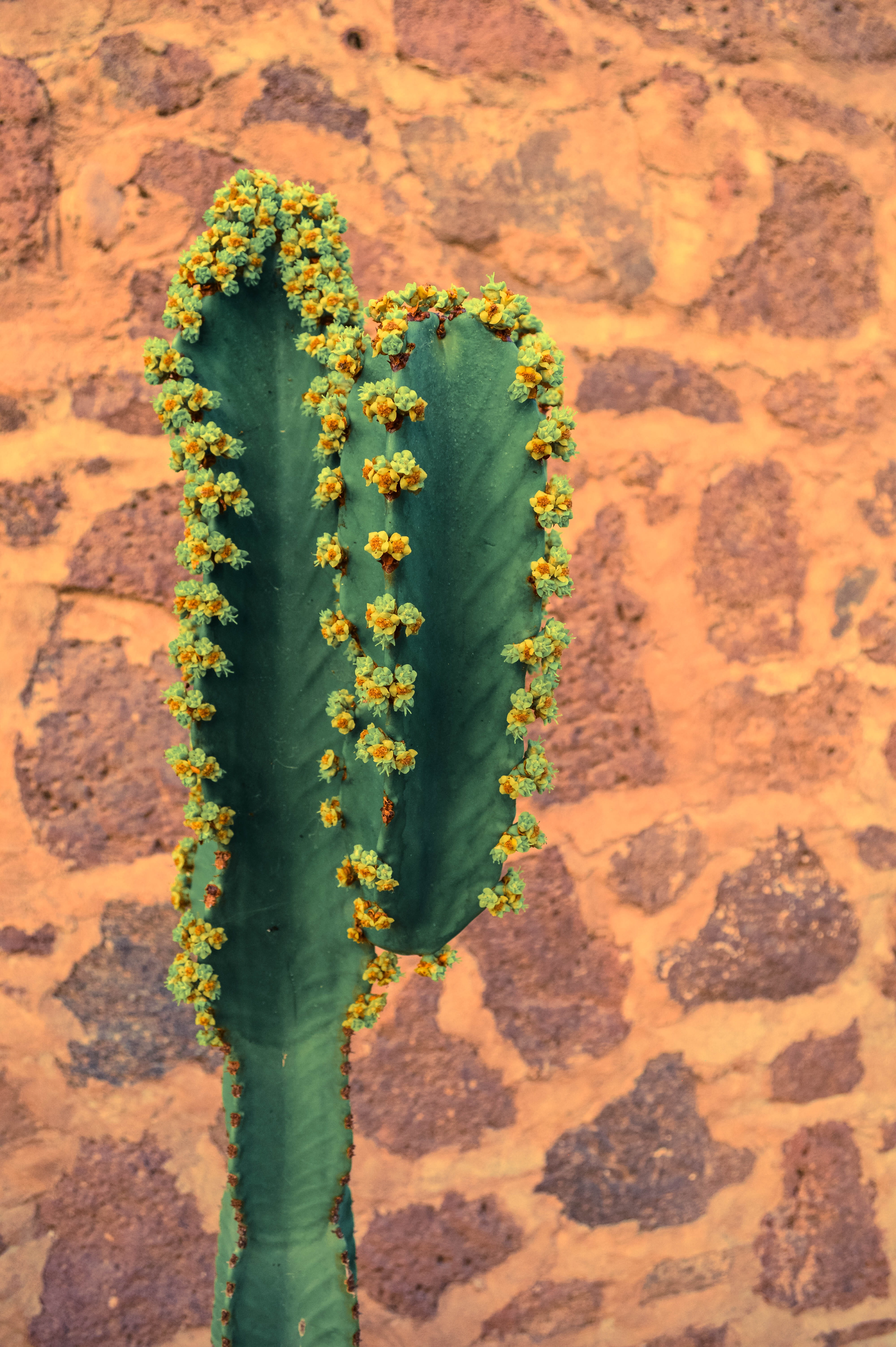 day, beauty in nature, focus, outdoors, colorful, travel, sharp, 5K, succulent plant, no people, plant, high angle view, prickly, freshness, mexico, green, Phone HD Wallpaper