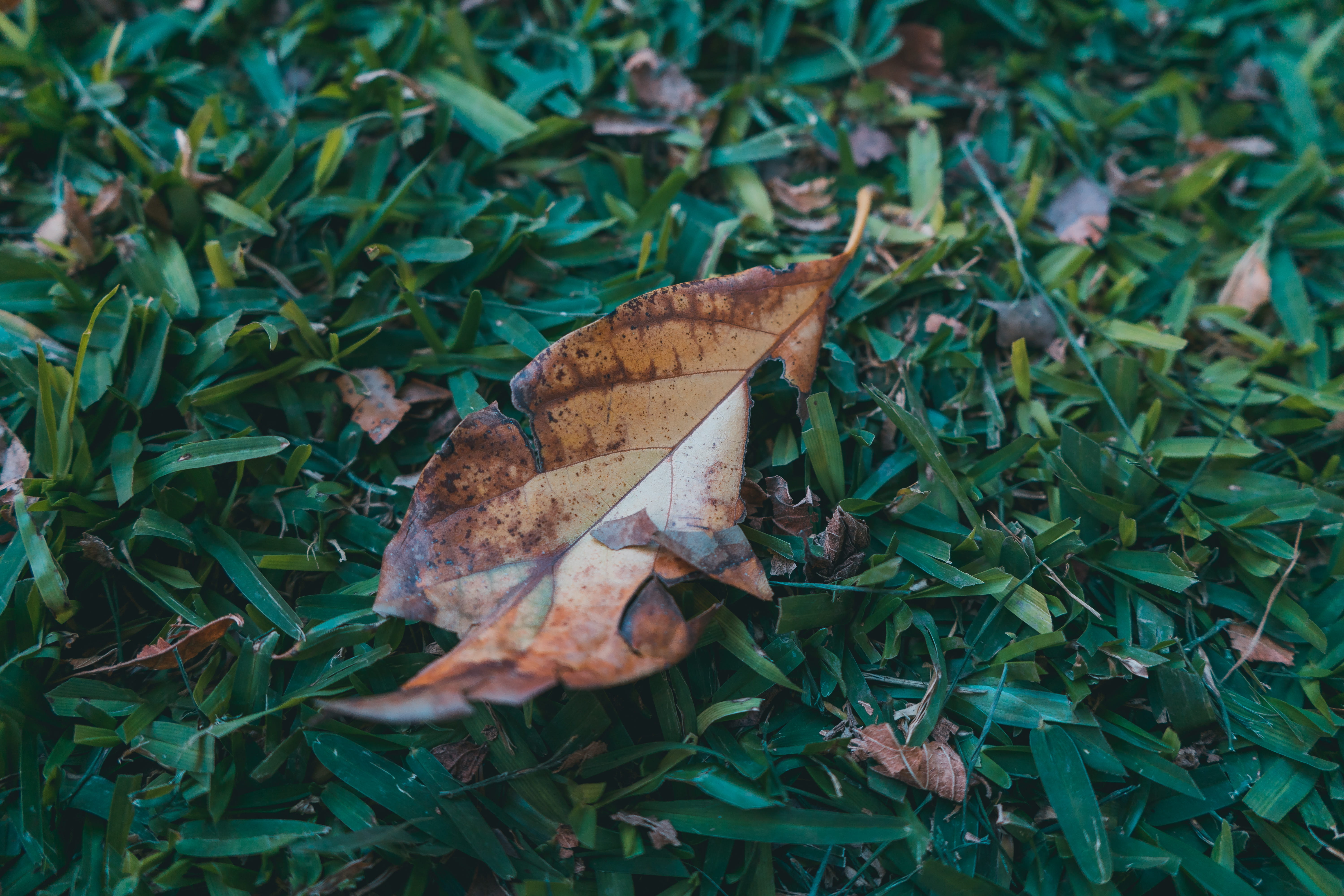 plant, chile, animal, 5K, beauty in nature, green color, day, fragility, field, maple, natural condition, tree trunk, flower, leaf, grass, close-up, vegetation, HD Wallpaper