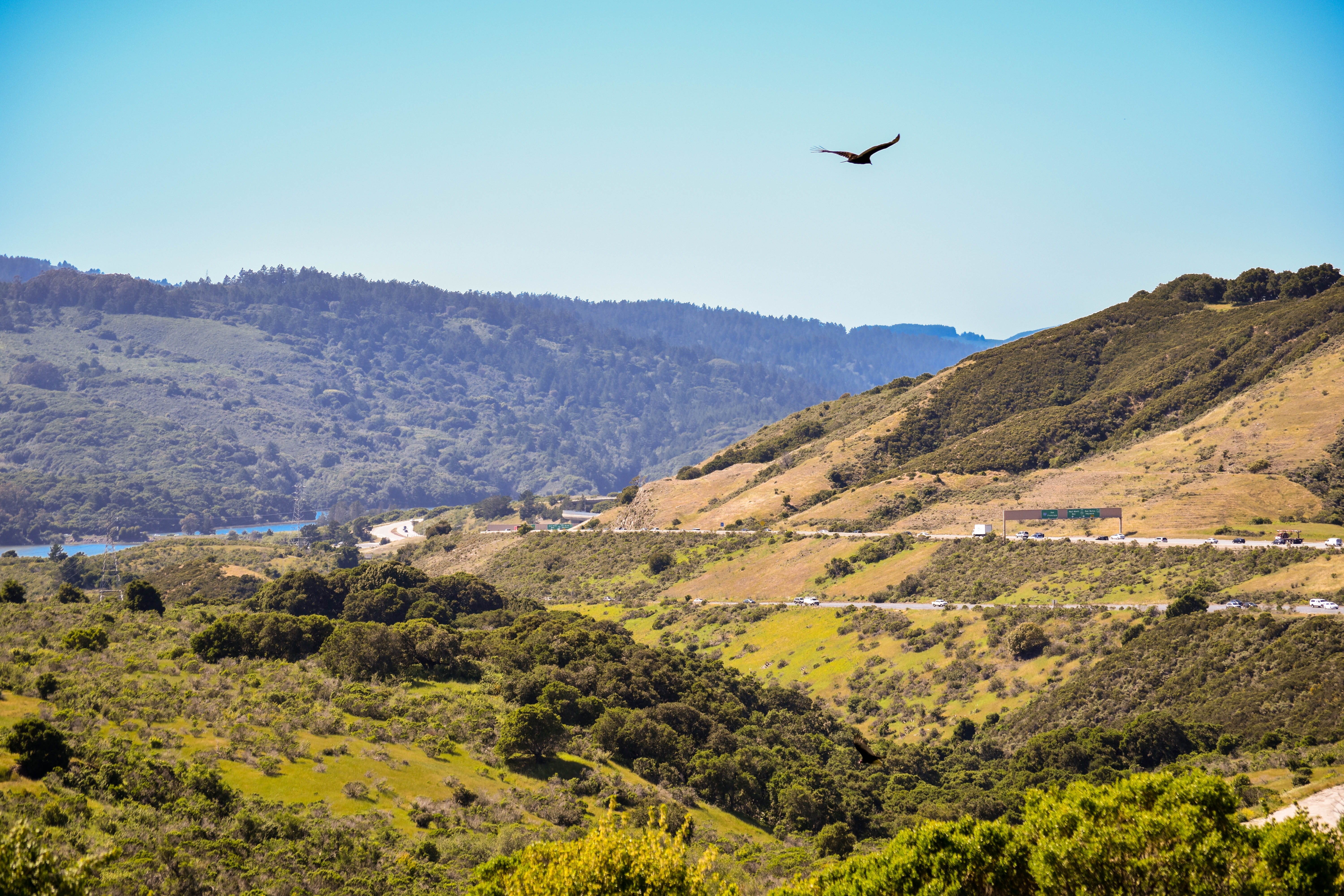 one animal, mountain, tree, san mateo county, animal wildlife, birds, d5500, vertebrate, 5K, animal themes, nature, bay area, flying, tranquil scene, bird, HD Wallpaper