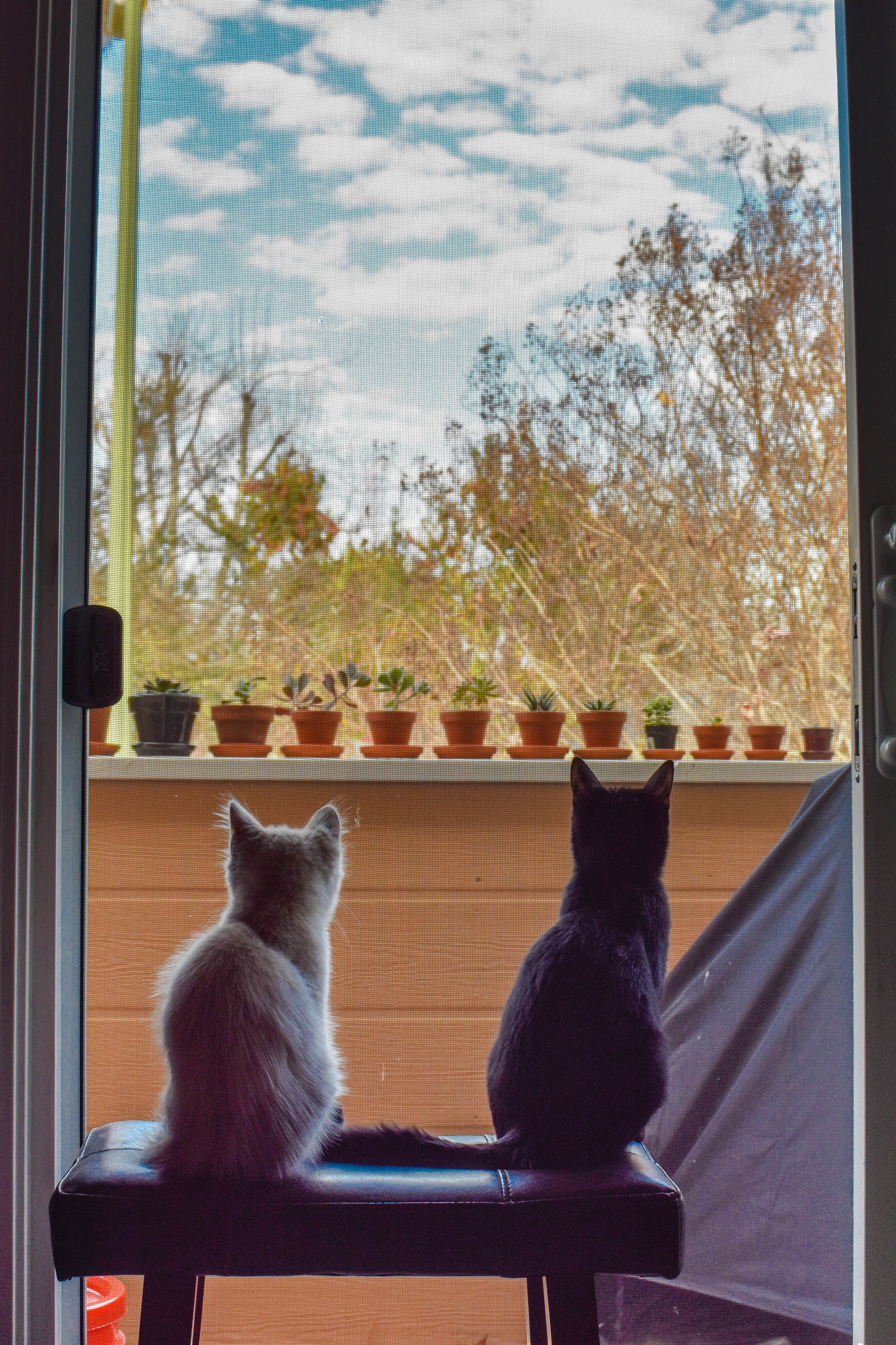 d5500, united states, domestic, san jose, one animal, california, animal, kittens, kitten, succulents, feline, 5K, looking through window, window, pets, Phone HD Wallpaper