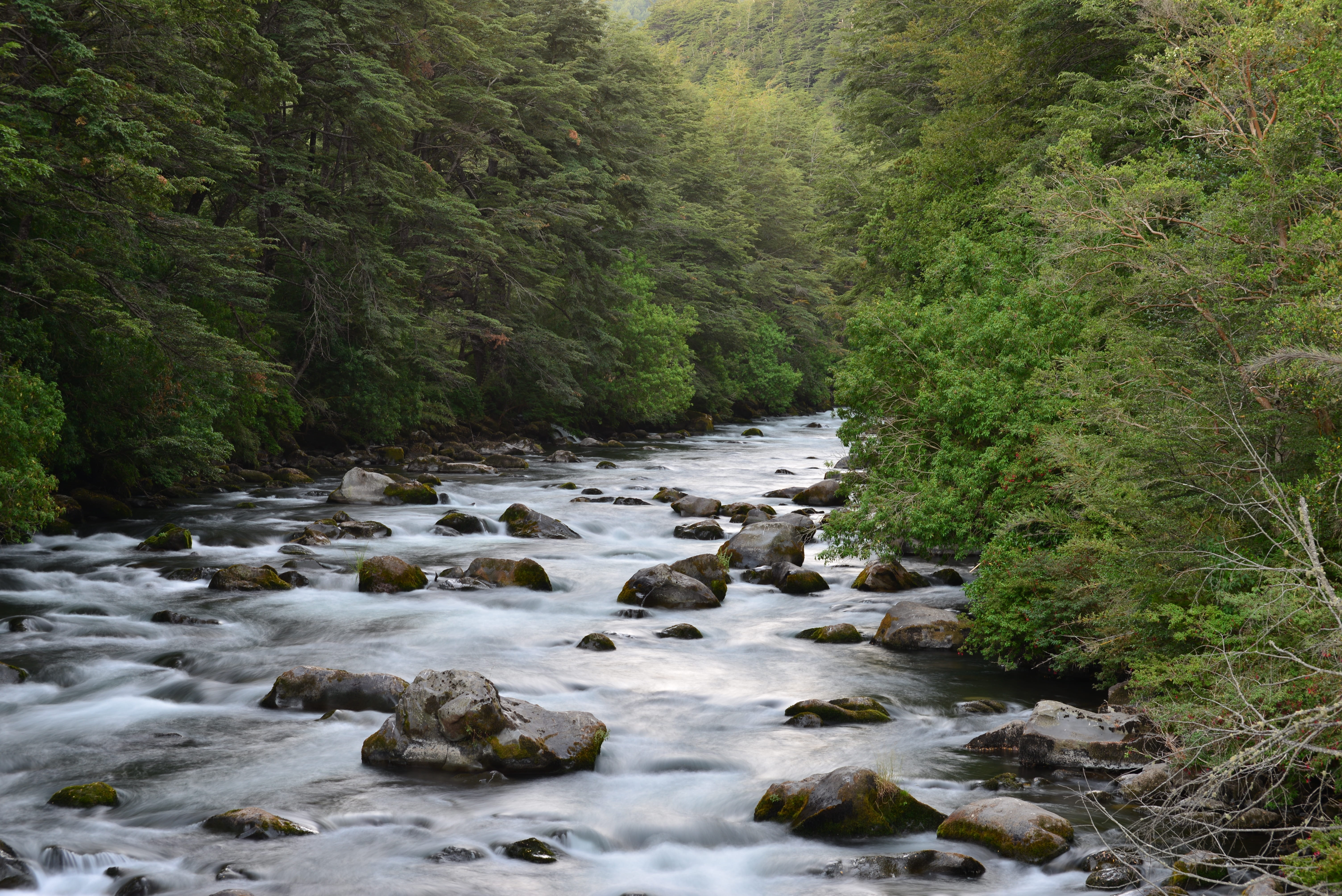 growth, mountain river, view, green, plant, outdoors, nature, land, rock - object, scenics - nature, river, 5K, stream - flowing water, tranquility, forest, HD Wallpaper