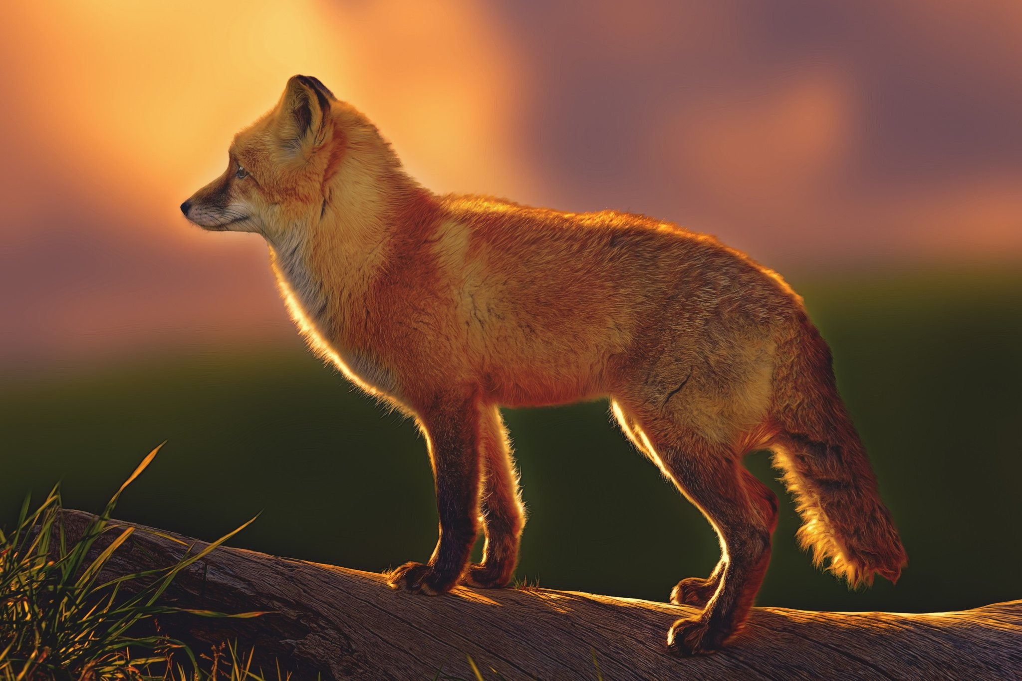side view, standing, animal themes, Df, one animal, mammal, domestic animals, looking away, animal wildlife, day, vertebrate, profile view, 1080P, foxes, HD Wallpaper