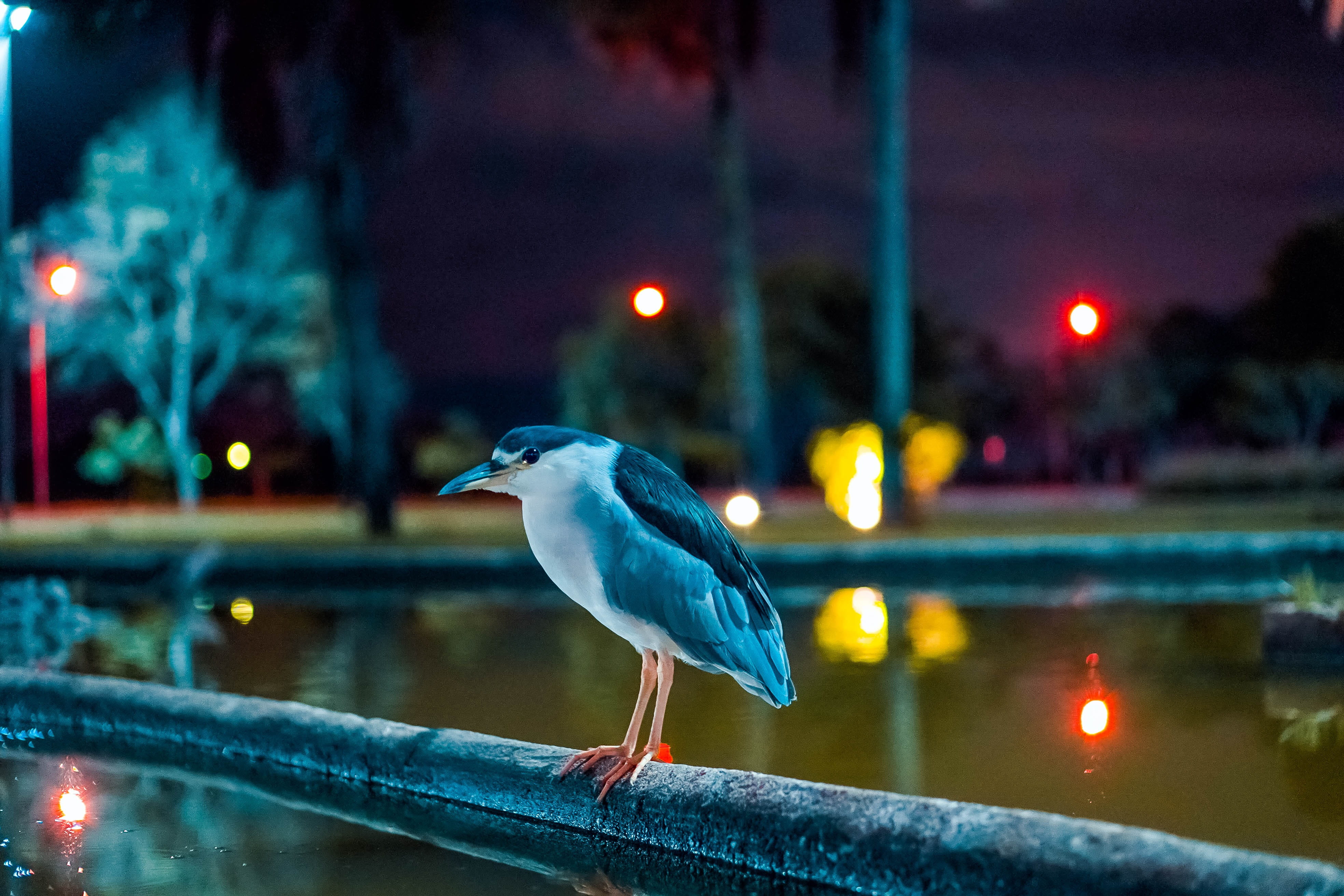 focus on foreground, savacu, seagull, animal themes, outdoors, brasilia, square crystals, birds, 4K, brazilian army, animal wildlife, brazil, vertebrate, HD Wallpaper