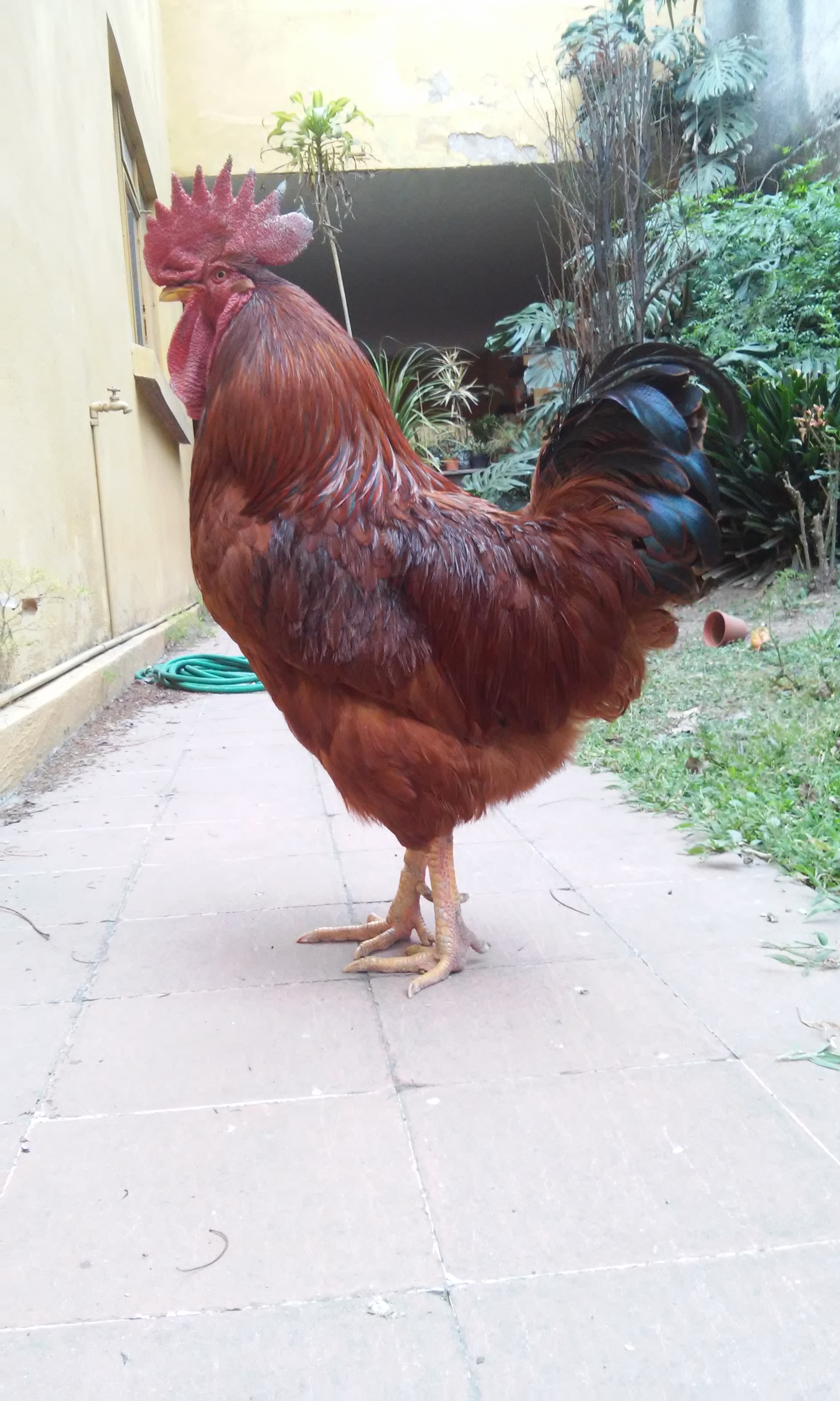 bird, livestock, df, ave, pets, farm, one animal, nature, domestic, no people, rooster, organic, side view, chicken, chicken - bird, cosme, day, native, Phone HD Wallpaper