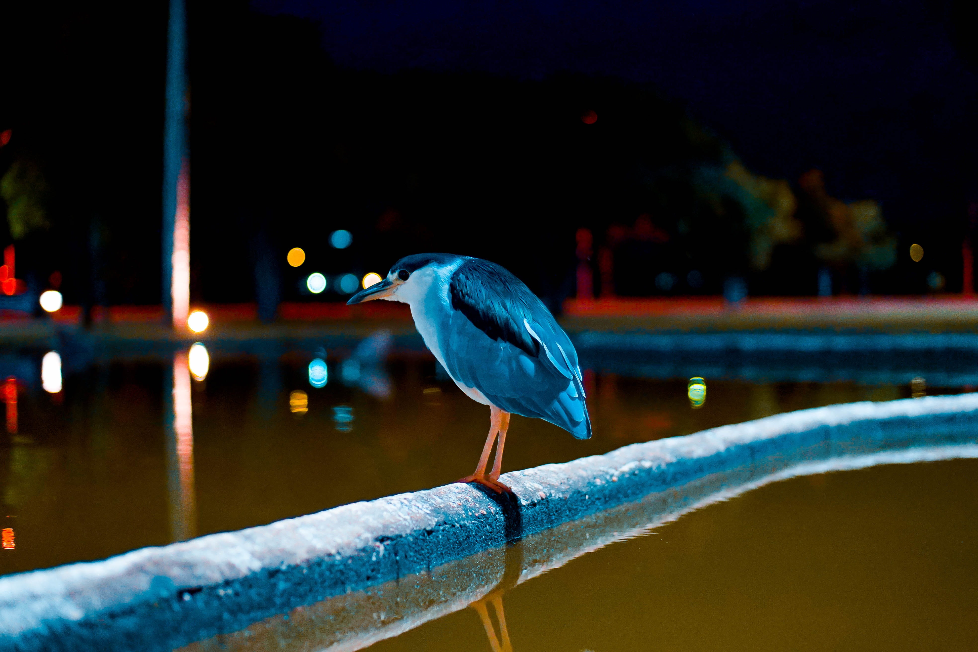 railing, 4K, birds, profile view, one animal, blue, side view, square crystals, brasilia, perching, nycticorax, nature, animal wildlife, architecture, HD Wallpaper