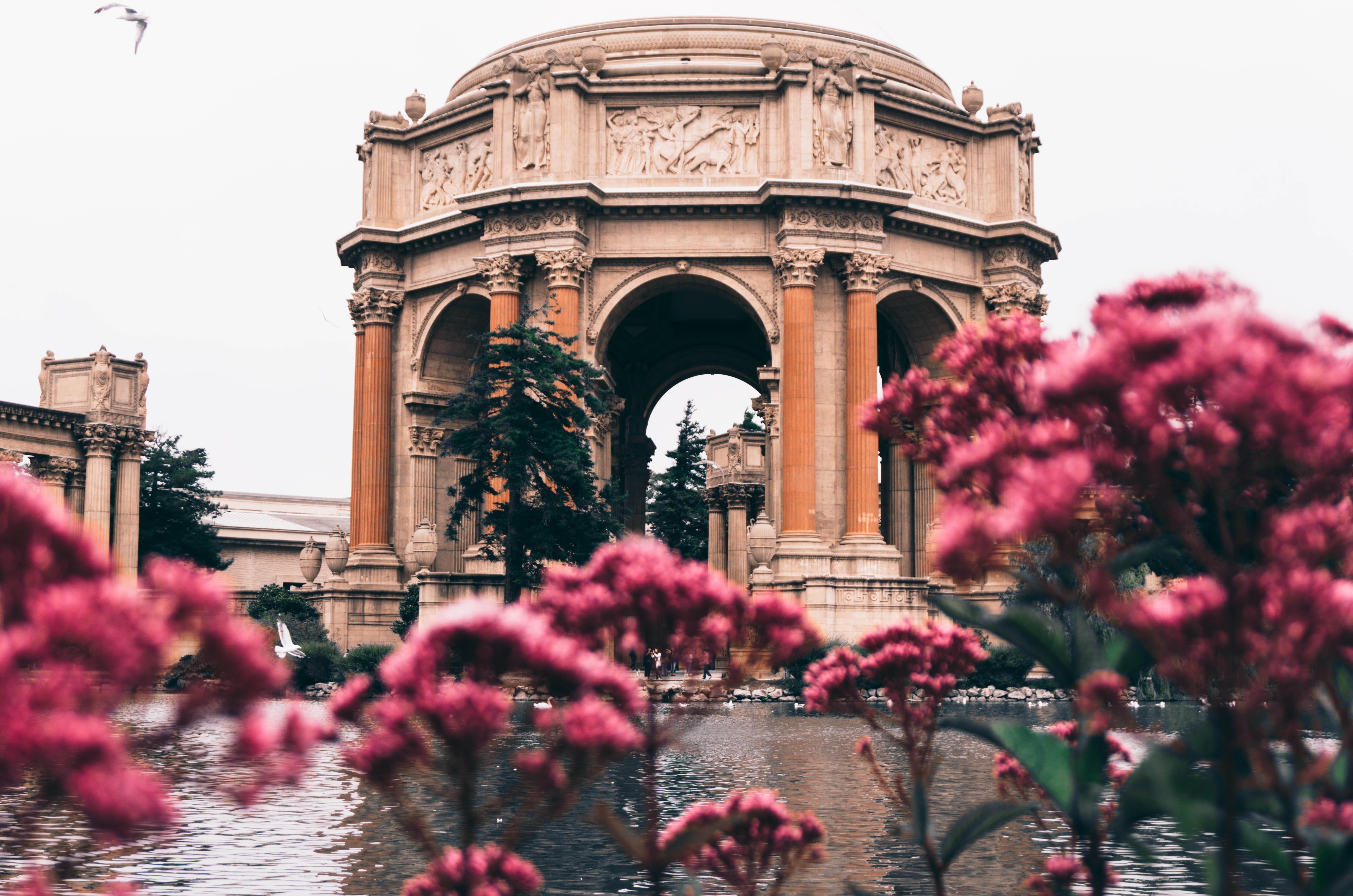 flower, san francisco, city, building exterior, 5K, tourism, incidental people, plant, palace of fine arts, nature, california, outdoors, sky, travel, HD Wallpaper